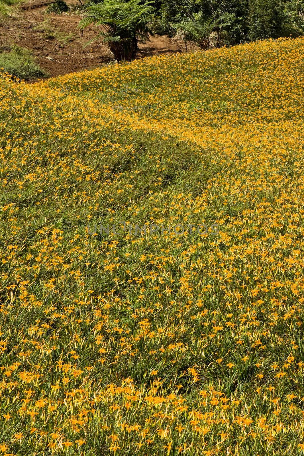 Field of tiger lily by elwynn