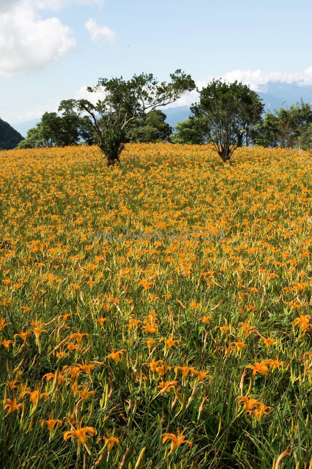 Field of tiger lily flowers.