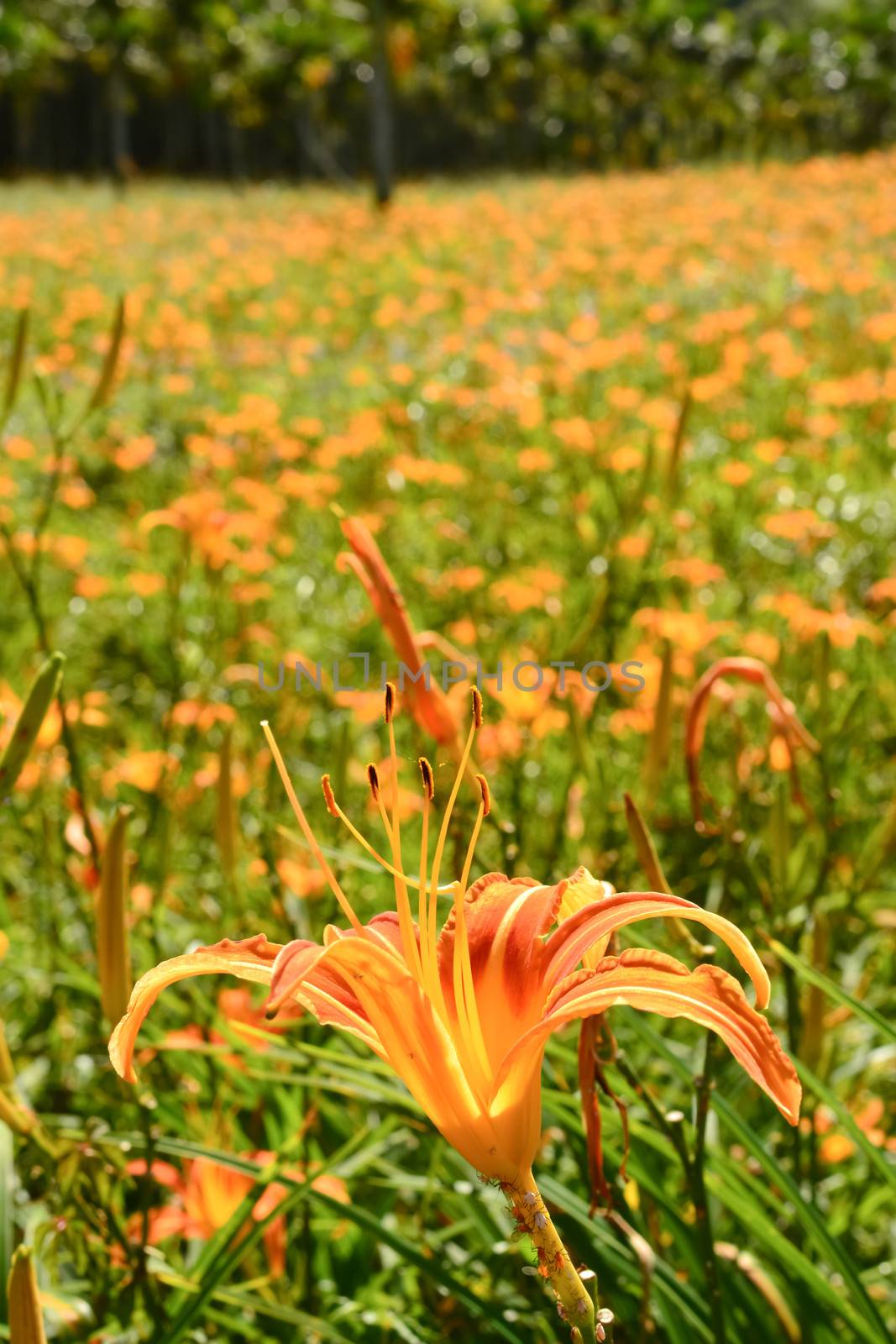 Tiger lily (Daylily) flower close-up