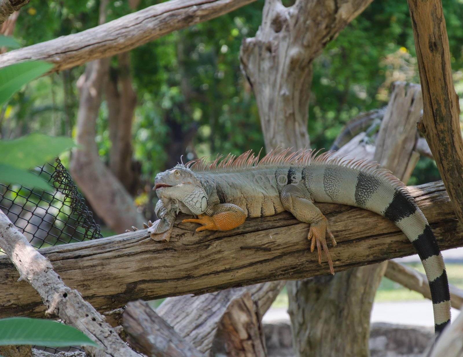Iguana lizard resting on a tree branch