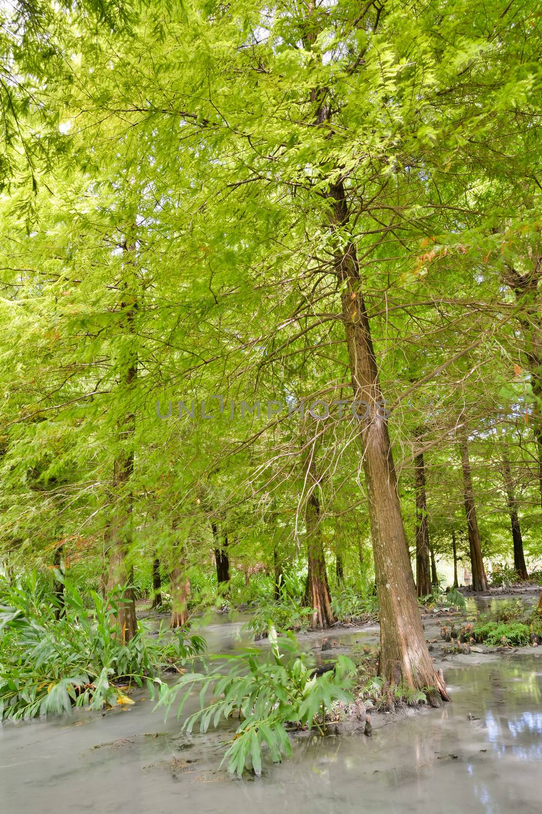 Landscape of forest at Hualien, Taiwan, Asia