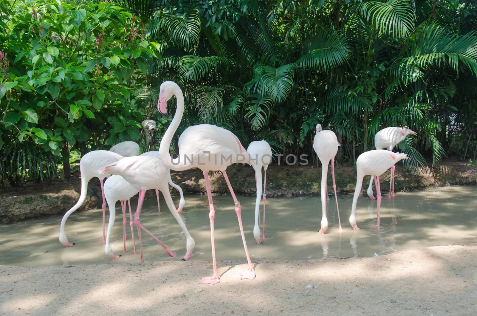 Beautiful white flamingo in the zoo