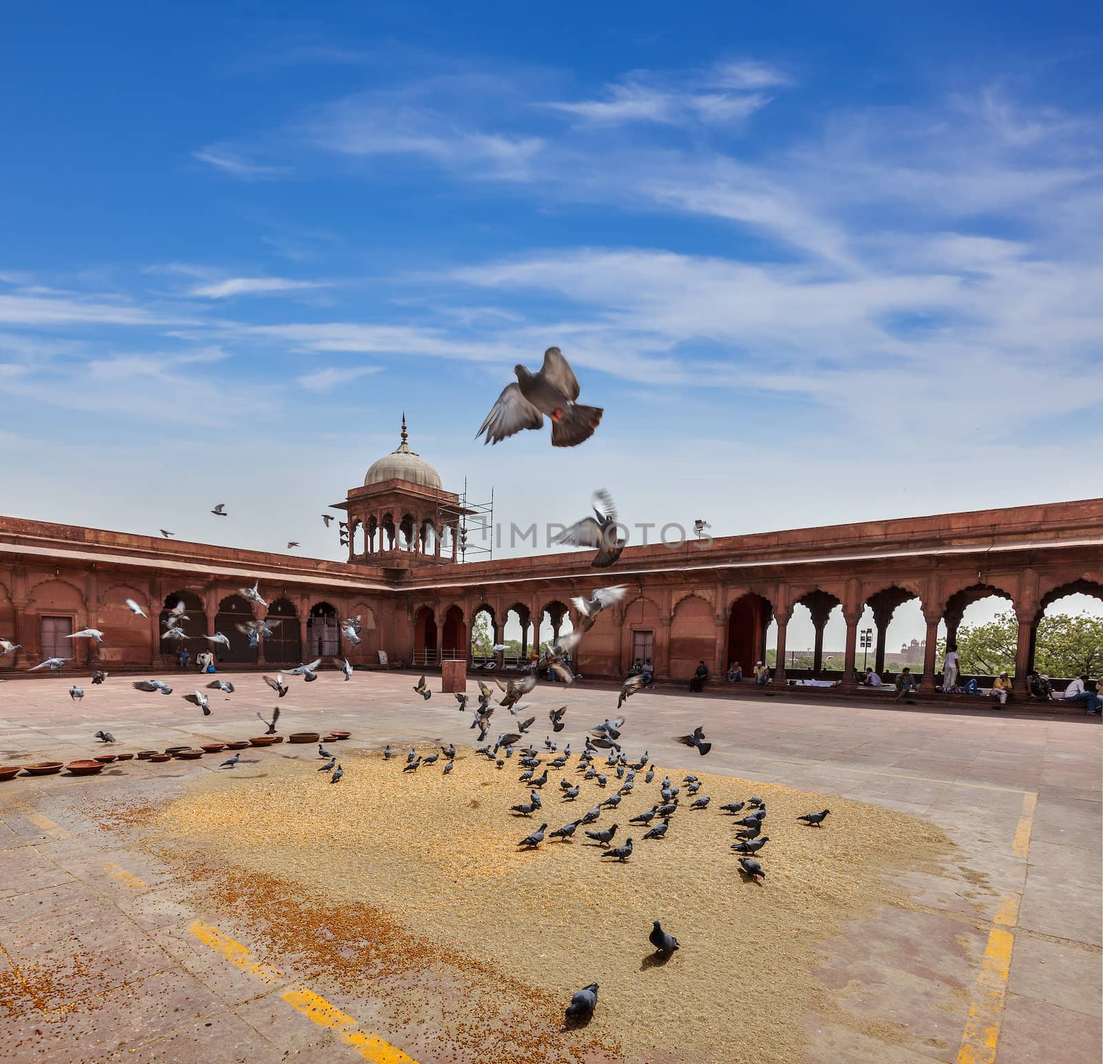 Pigeons in Jama Masjid mosque by dimol