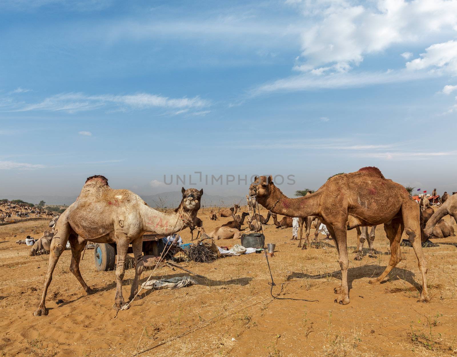 Camels at Pushkar Mela (Pushkar Camel Fair). Pushkar, Rajasthan, India