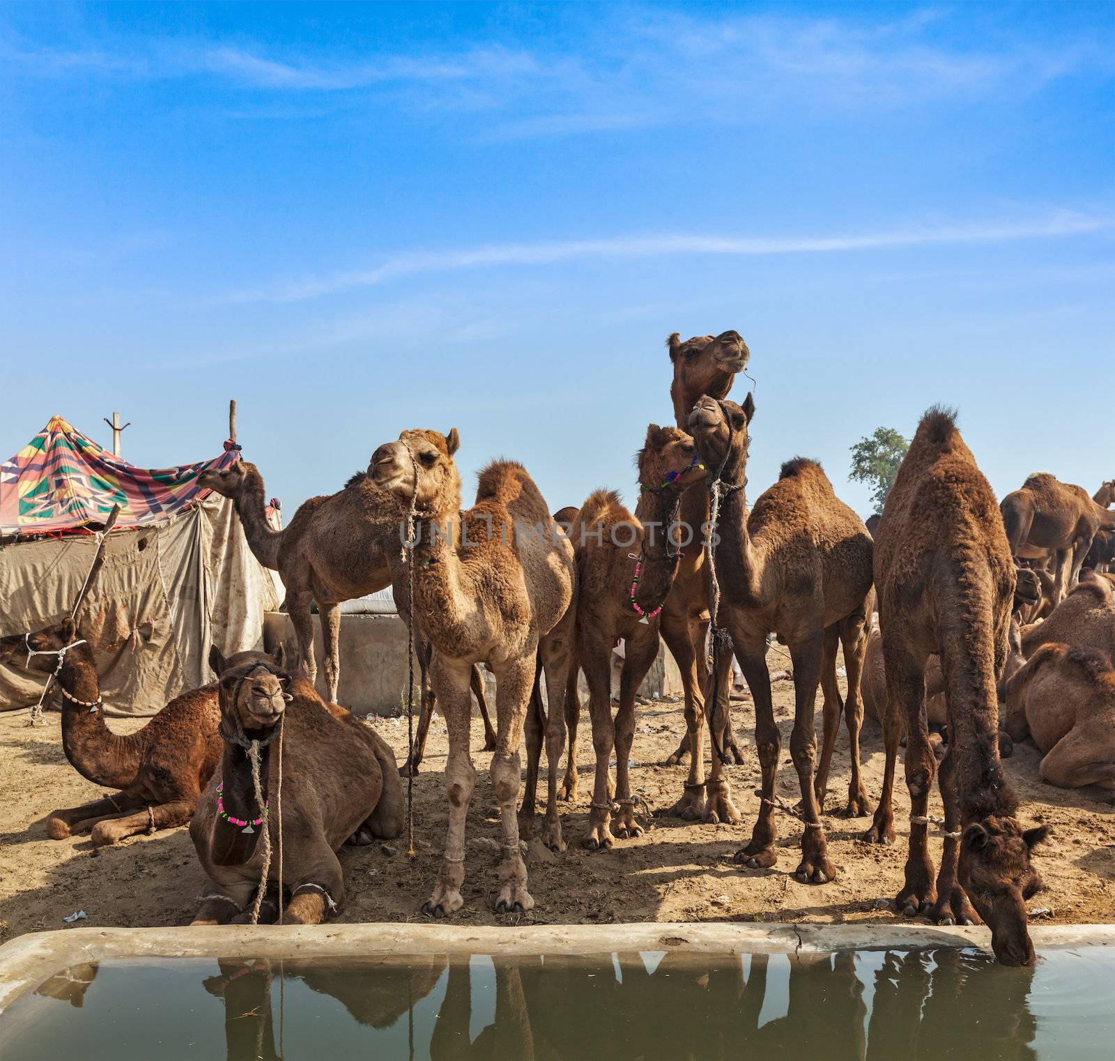 Camels at Pushkar Mela (Pushkar Camel Fair),  India by dimol