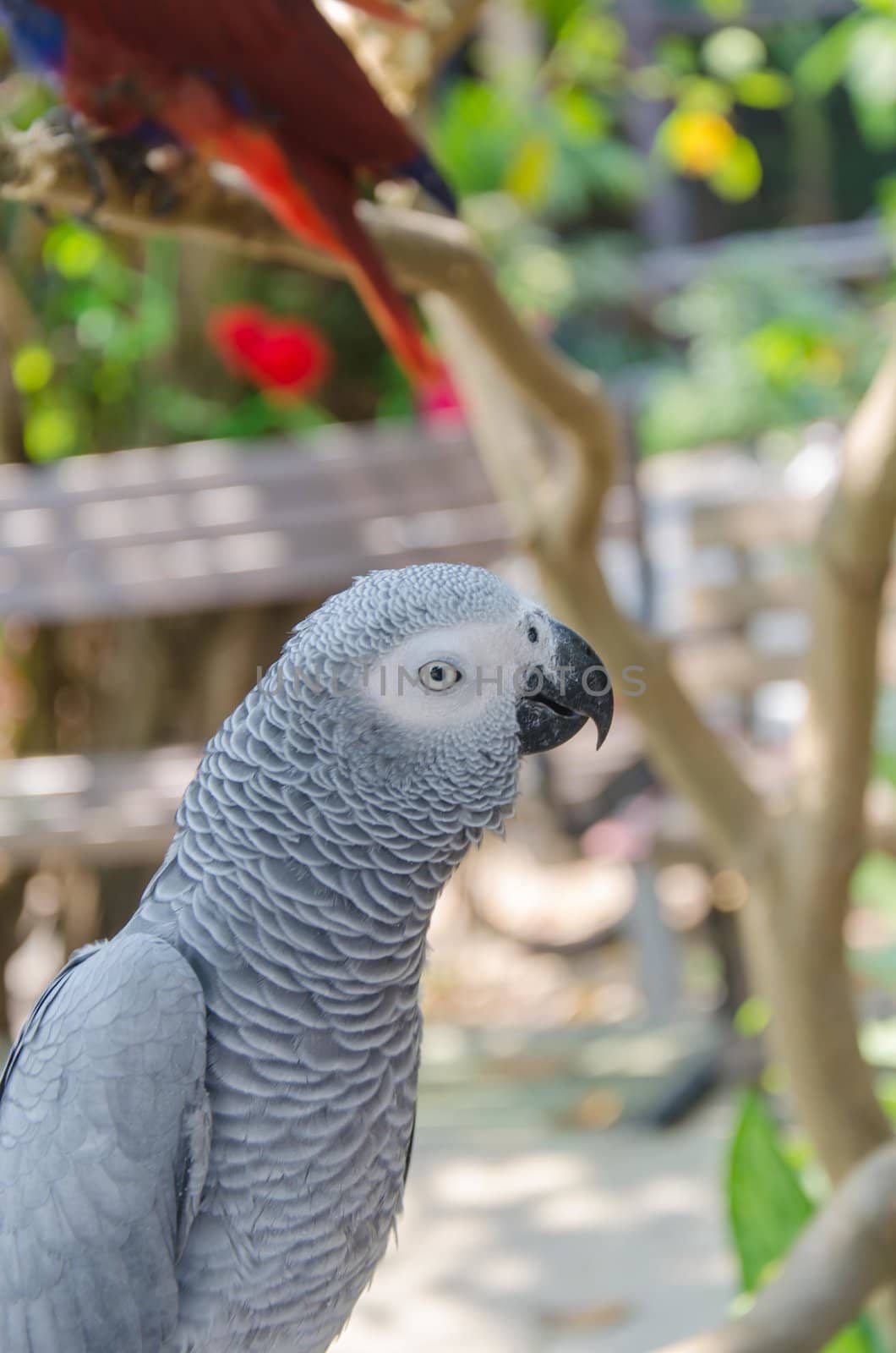Close up shoot of a parrot