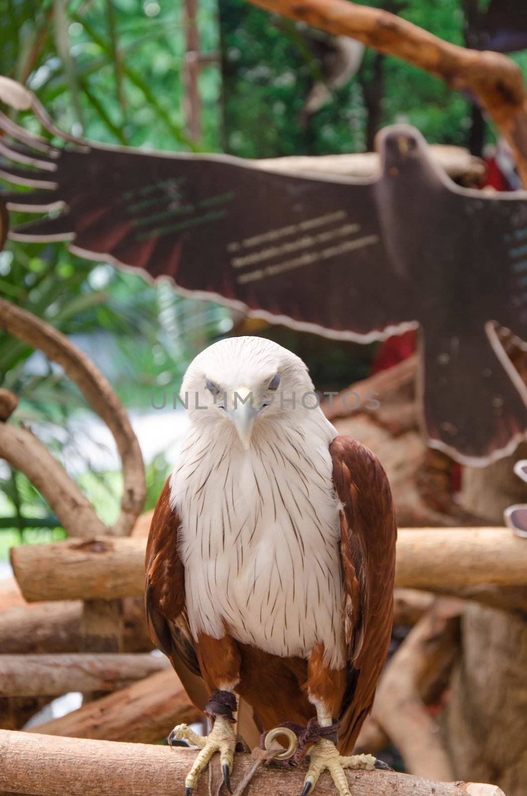 Beautiful Hawk on a perch.