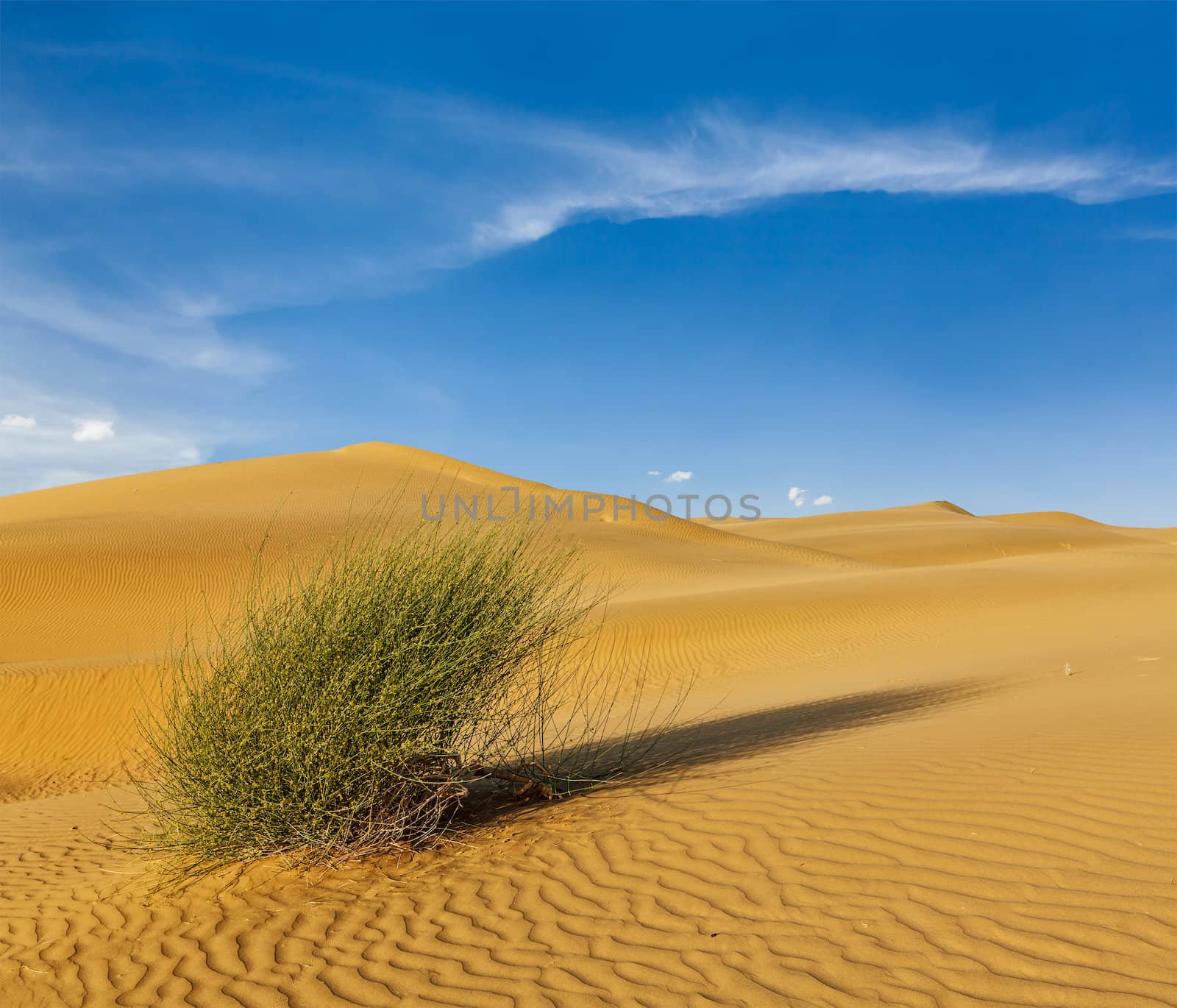 Dunes of Thar Desert, Rajasthan, India by dimol