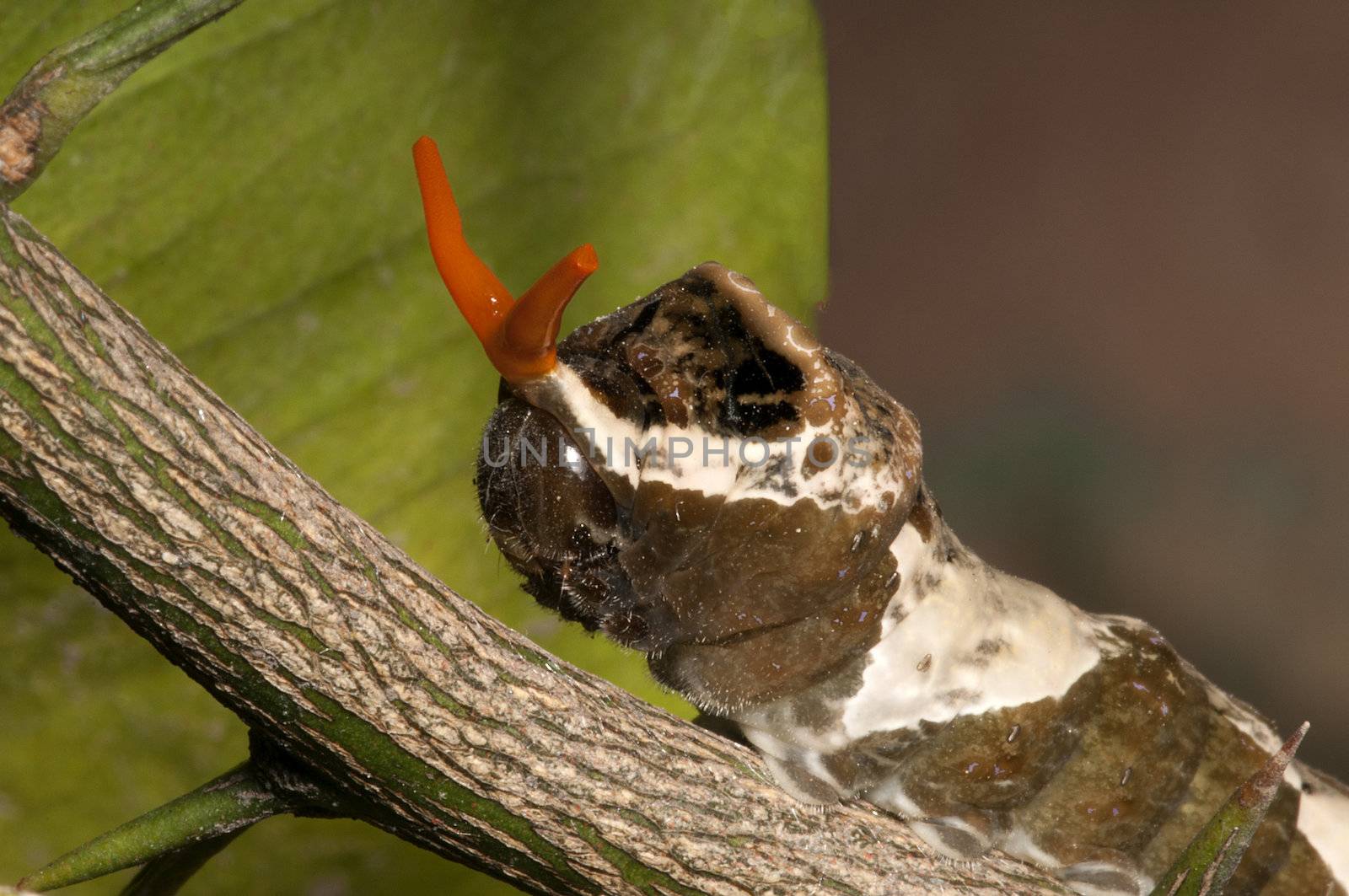 The mature caterpillar resembles bird droppings to deter predators, and if that doesn't work they use their red osmeterium.These are 'horns' which they can display and then retract. The coloration is dingy brown and or olive with white patches and small patches of purple. Citrus fruit farmers often call the caterpillars orange dogs or orange puppies because of the devastation they can cause on their crops.
