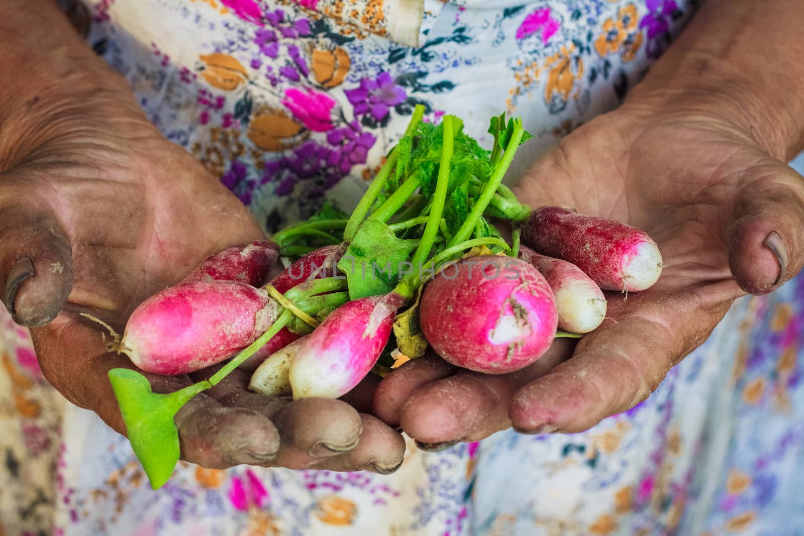 Dirty Hands Holding Freshly Picked Radish From An Organic Garden.