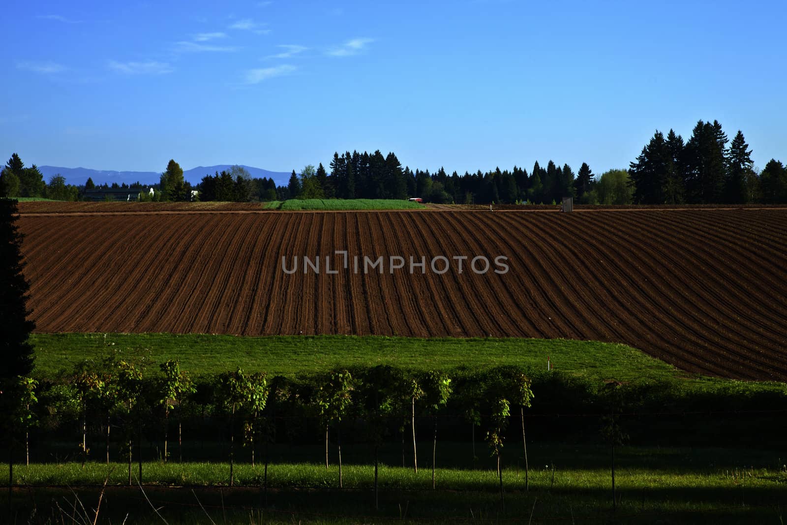 Fertile field rural Oregon. by Rigucci