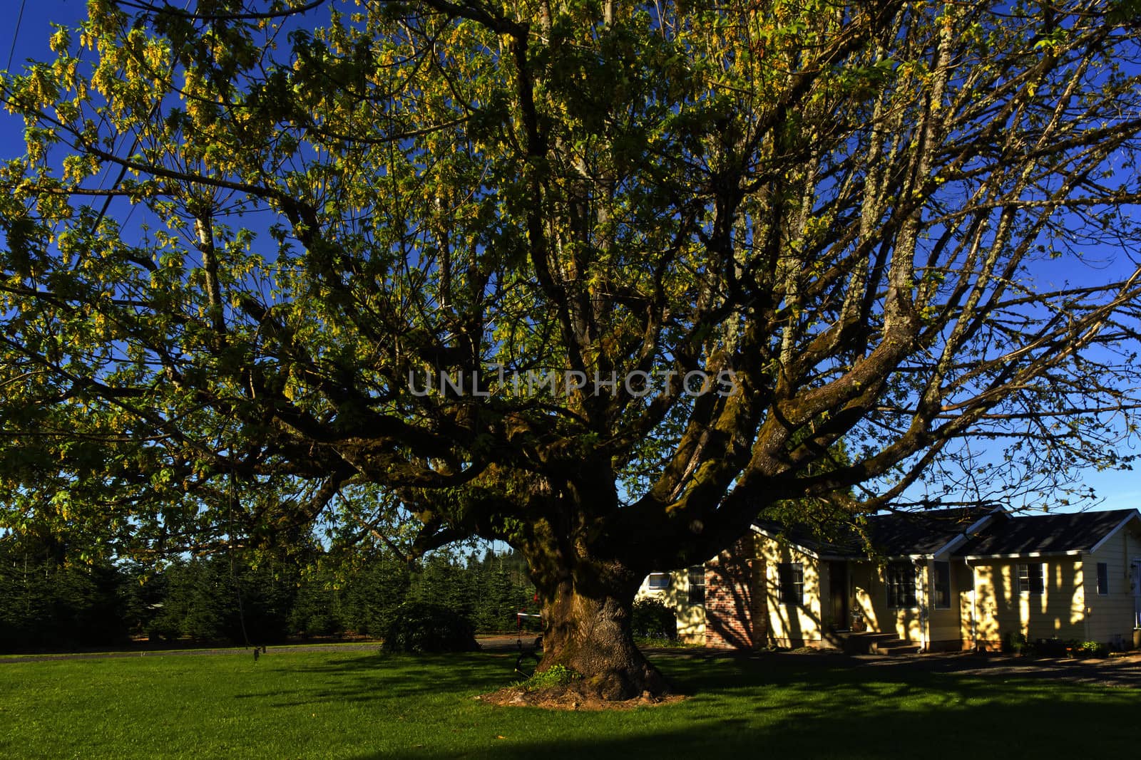Large tree in a yard in rural Oregon.