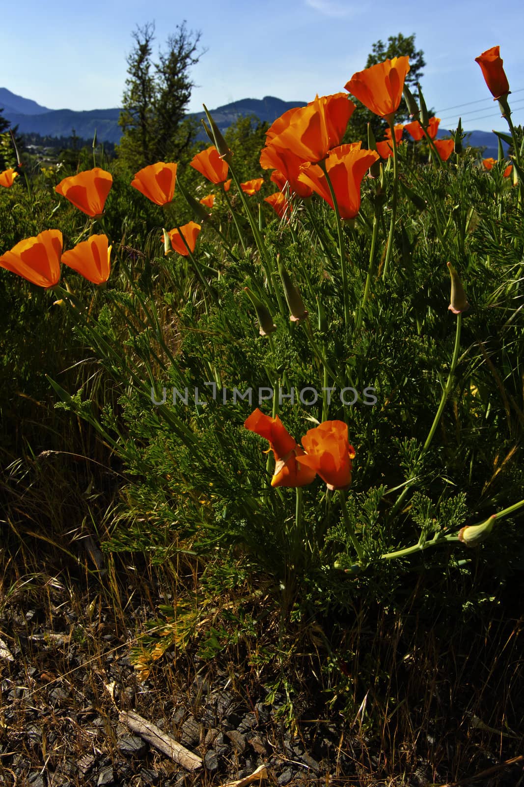Poppies blooms on a roadside. by Rigucci