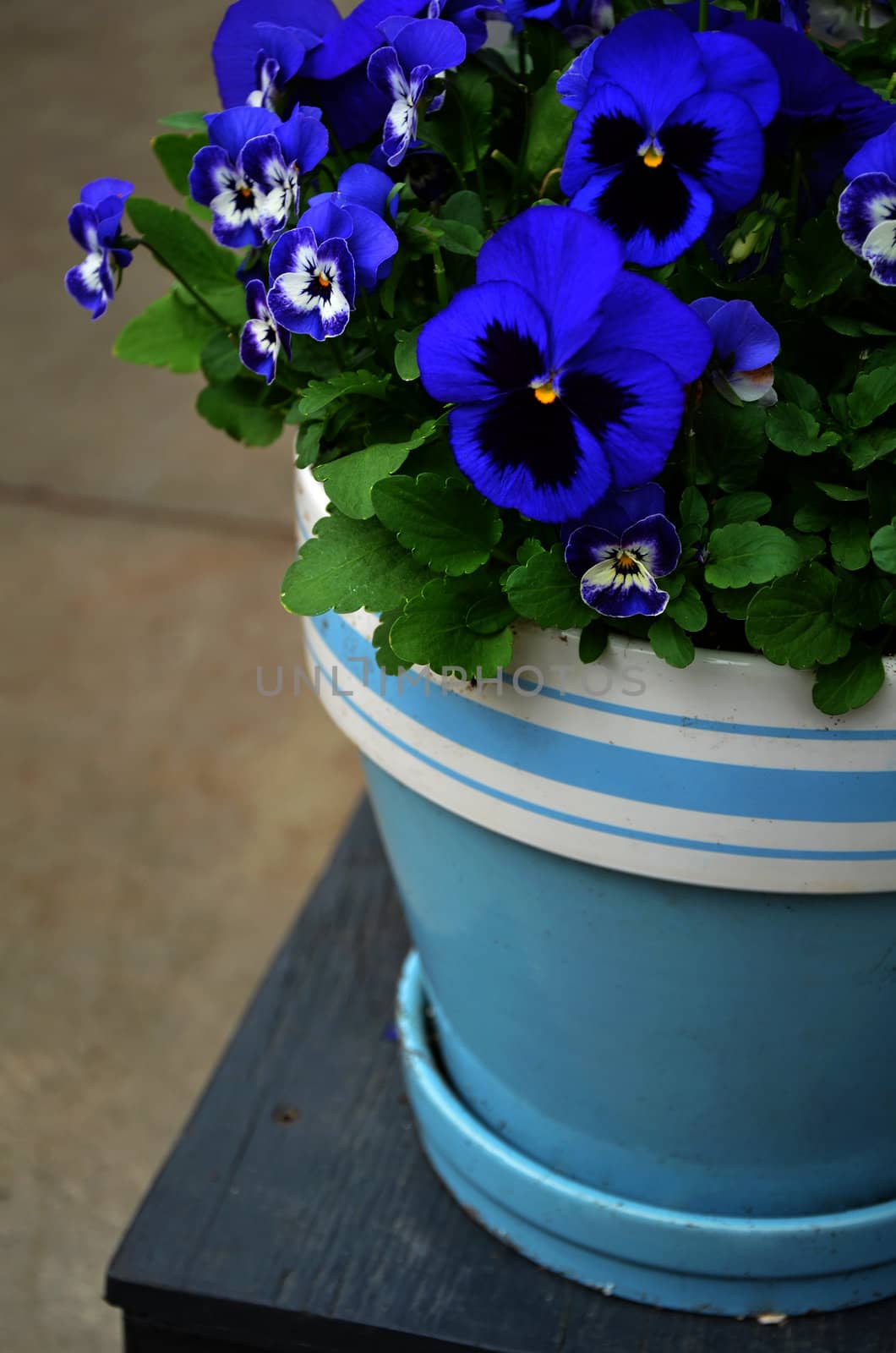 Blue pansy flowers in ceramic flowerpot