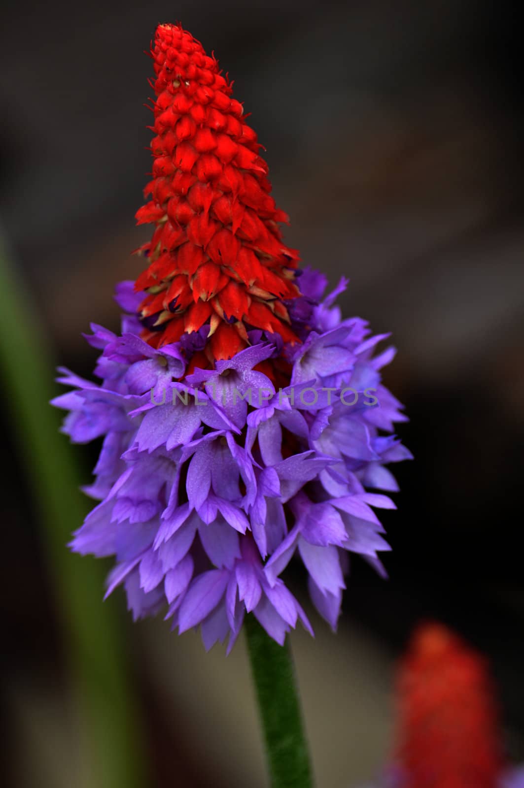 Purple and red hybrid primrose flower