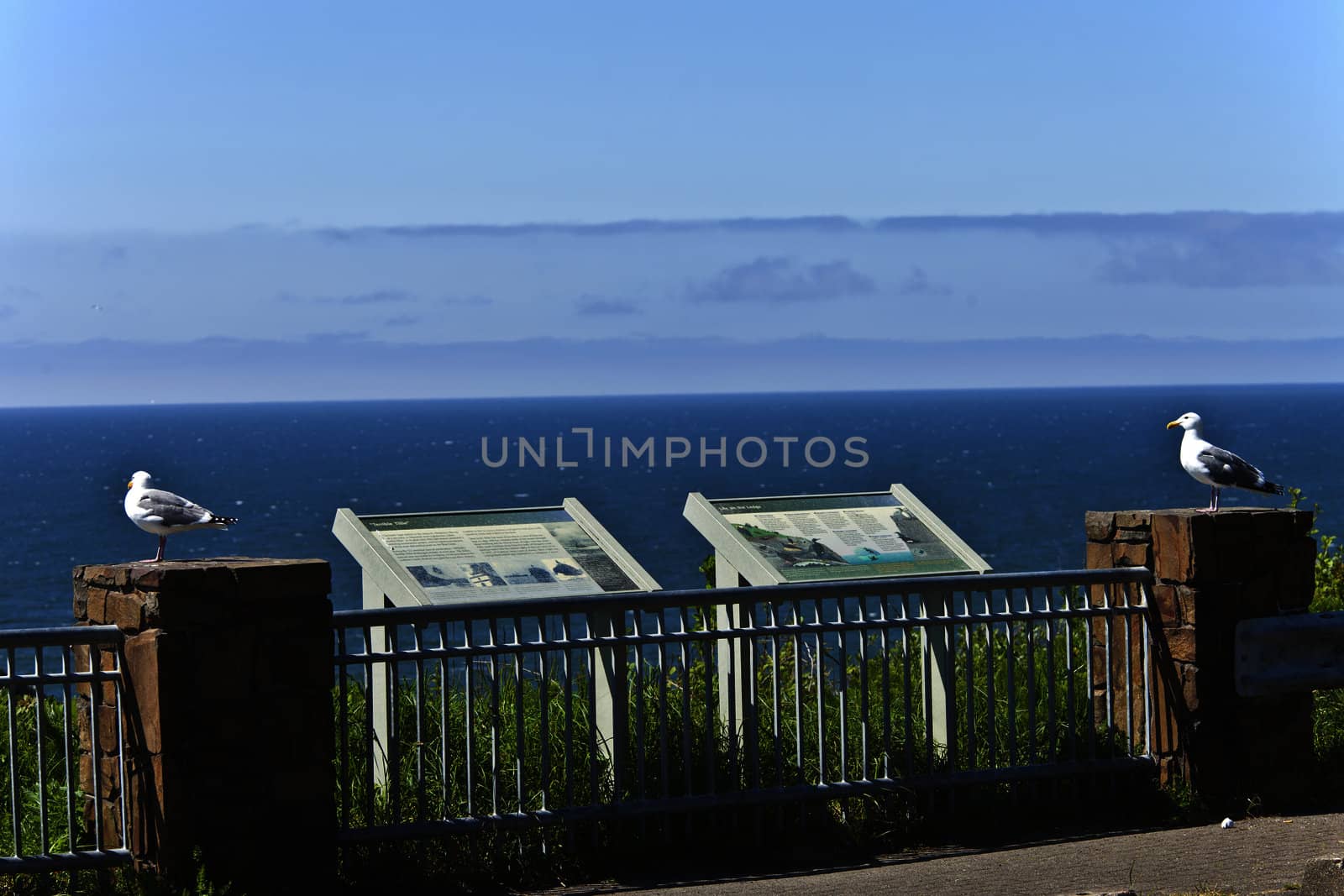 Seagulls resting on stone walls looking out into the ocean Oregon coast.