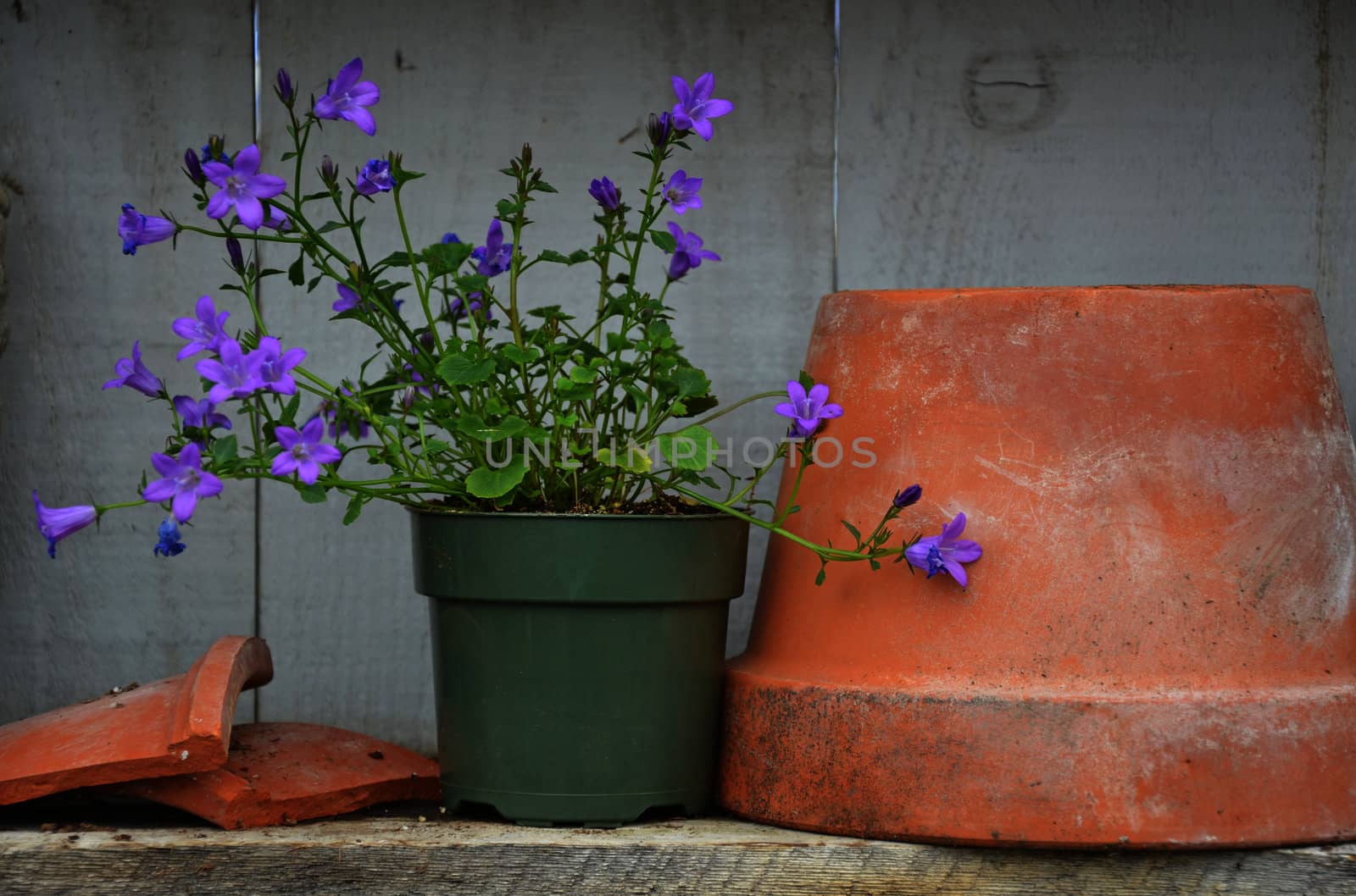 Purple spring bell flowers and clay flower pot on wooden shelf