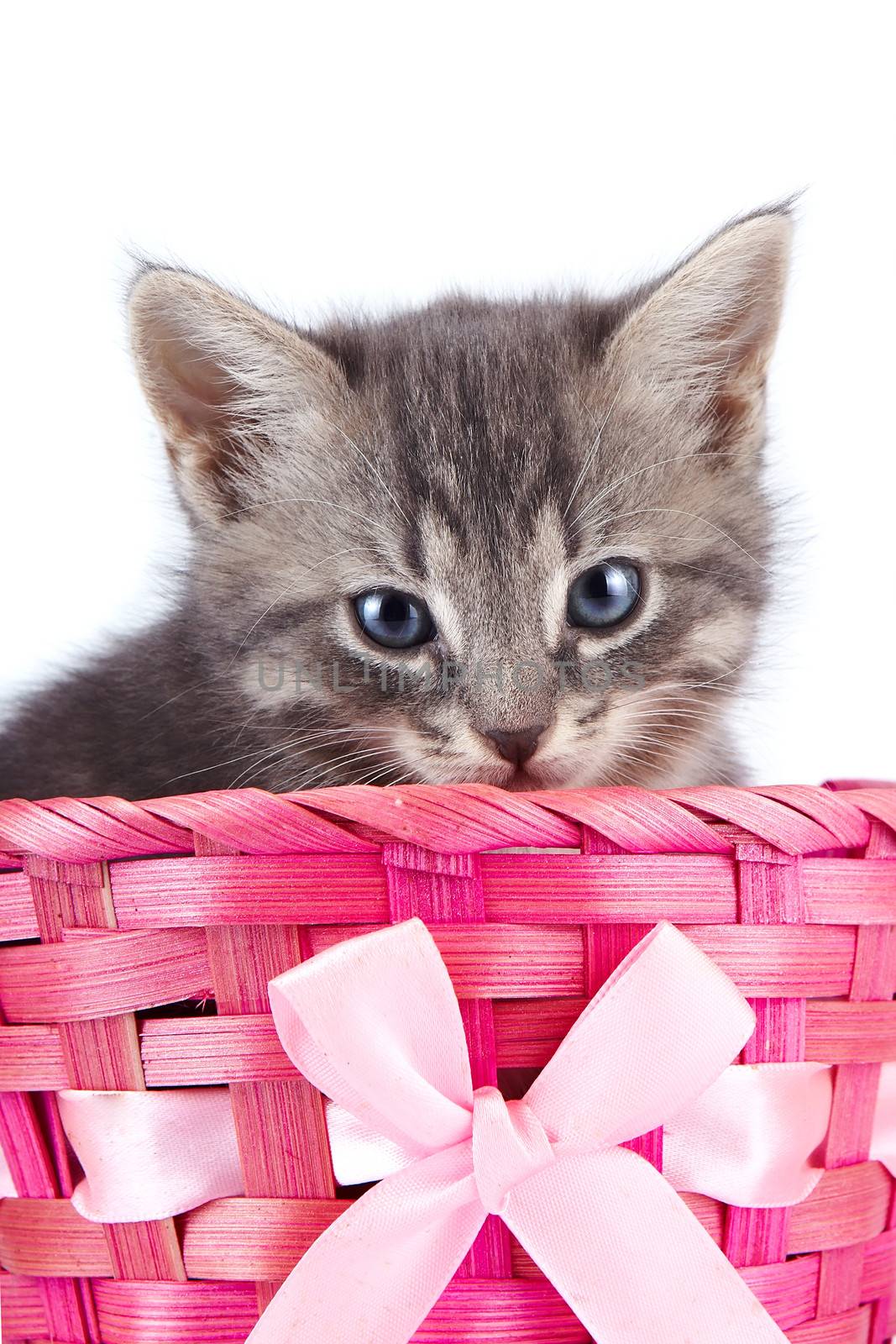 Kitten in a basket with a bow. Gray striped kitten. Striped kitten with blue eyes. Kitten on a white background. Small predator.