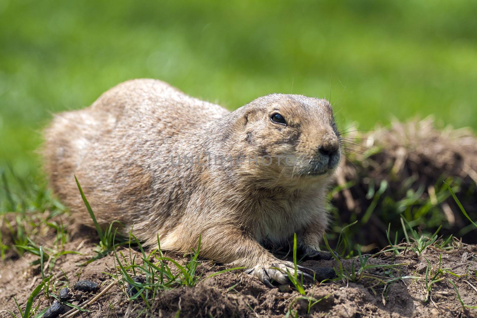 Cynomys ludovicianus or Prairie dog on the grass