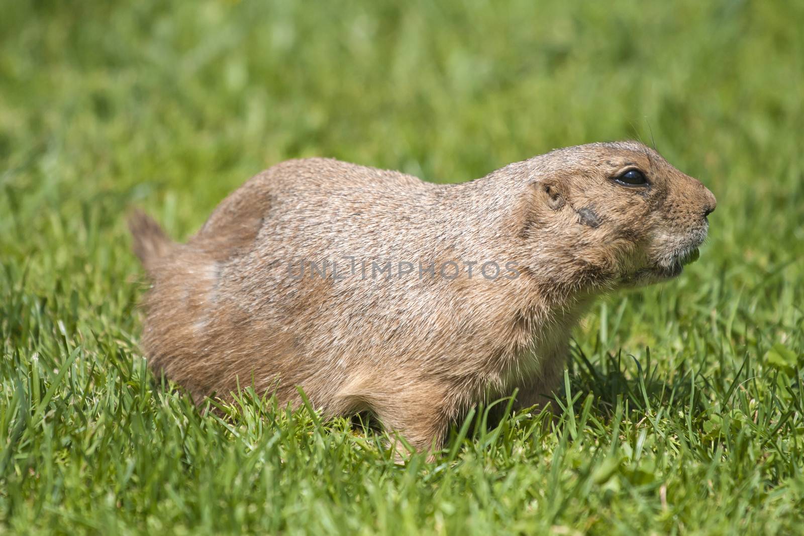 Cynomys ludovicianus or Prairie dog on the grass