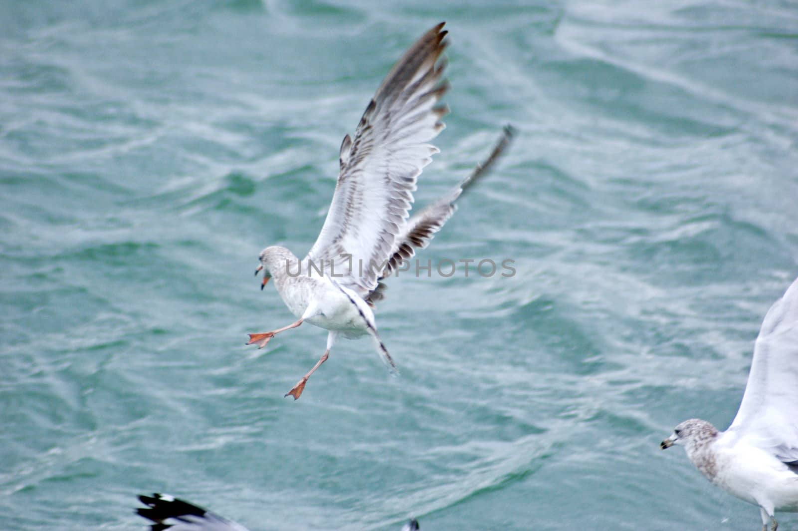 Gull in flight