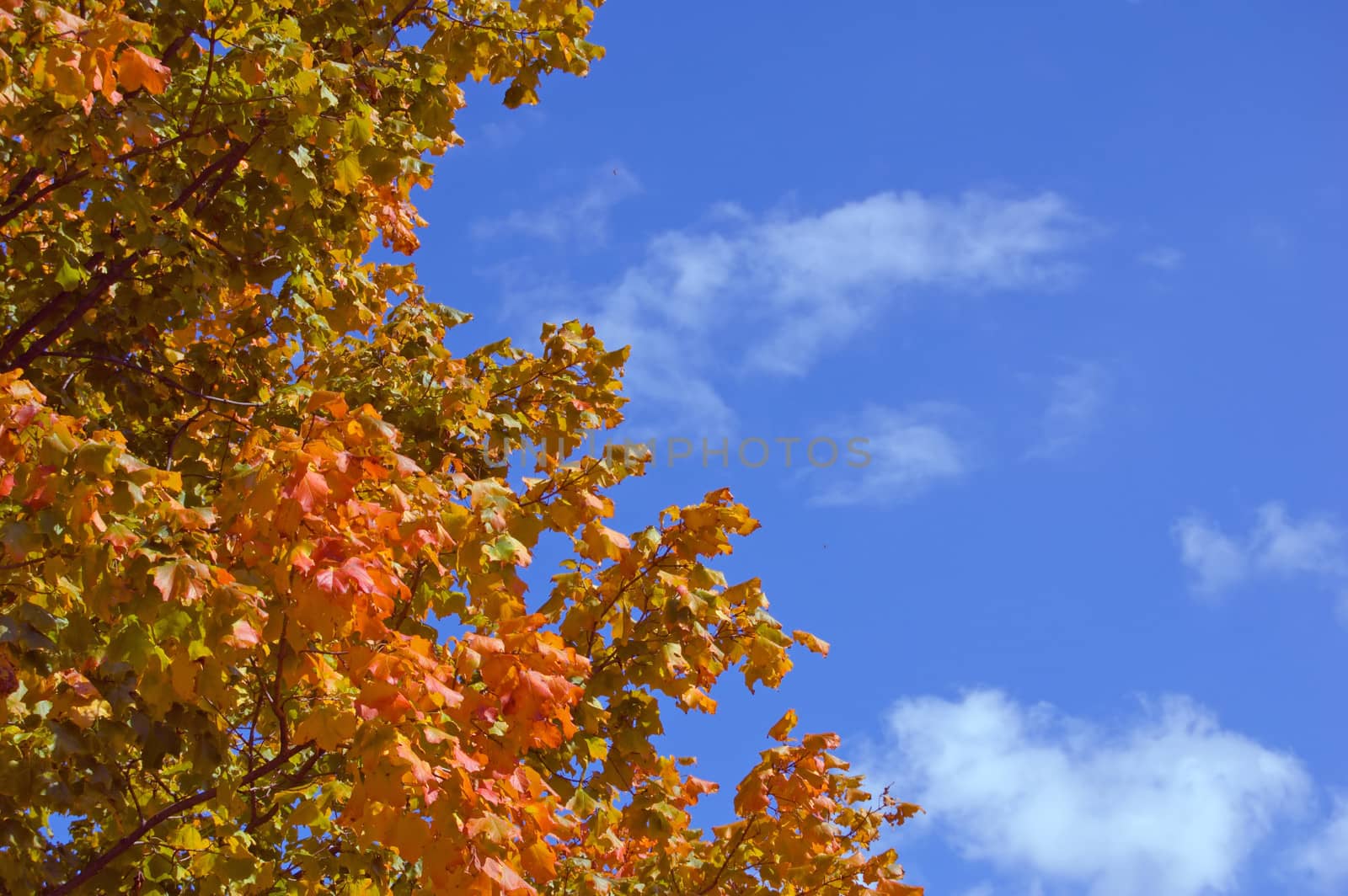 Color leaves on blue sky background