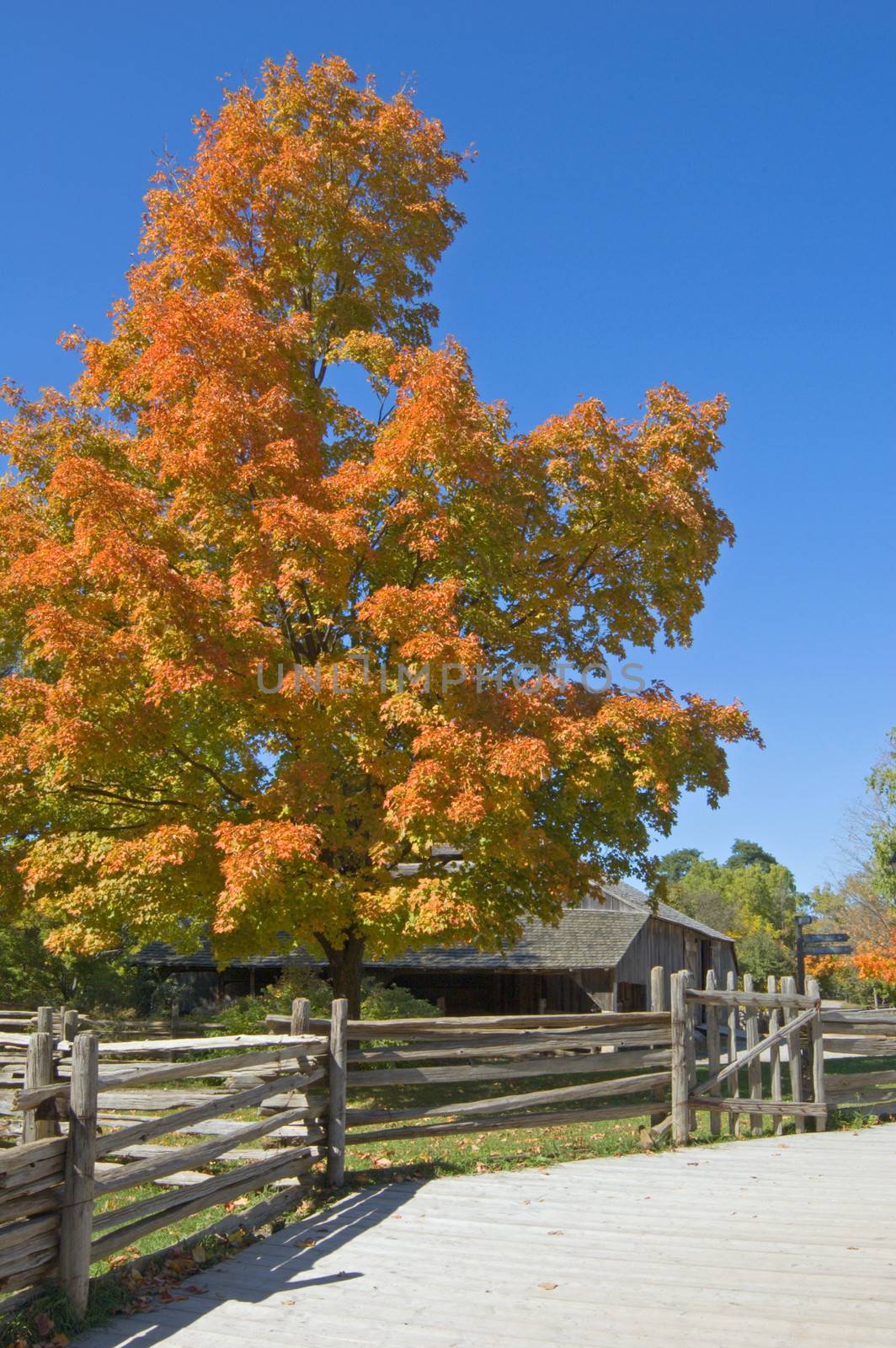 Fall's colors on a street of small village.