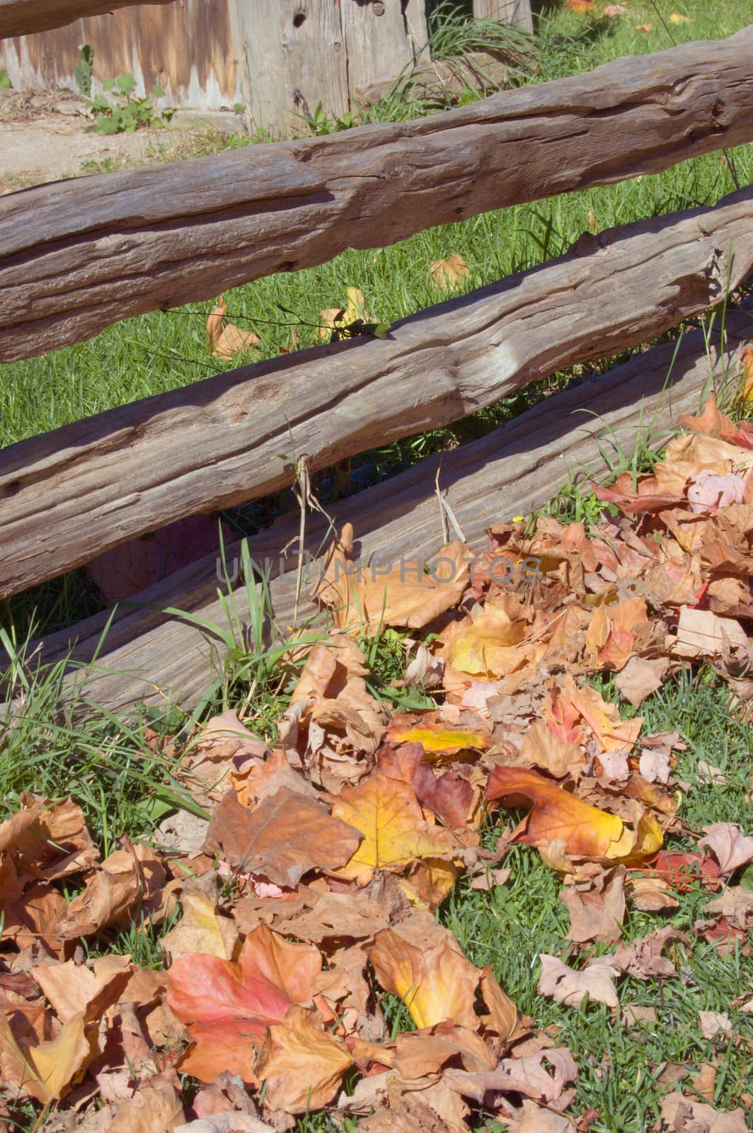 Colorful Leaves by PavelS