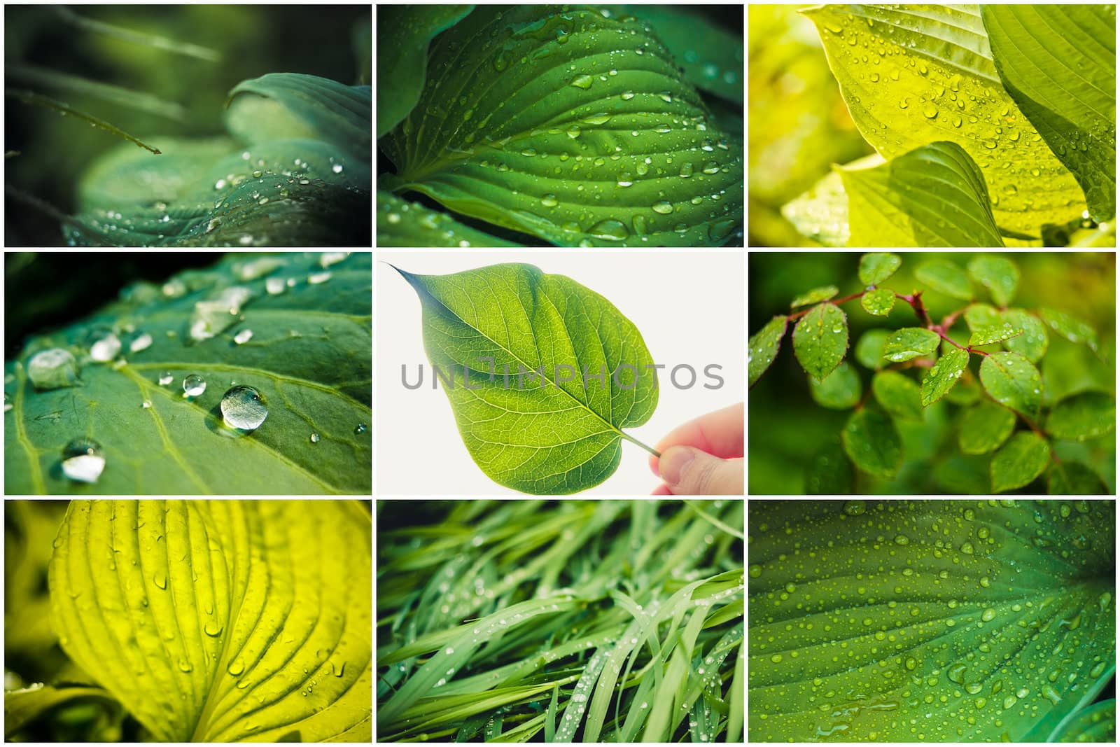 Water Drops On The Fresh Green Leaf by ryhor