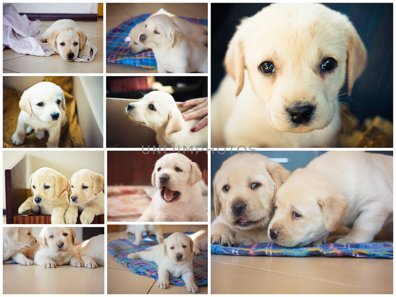 White Retriever Puppy Of 7 weeks Old. Set, Collage