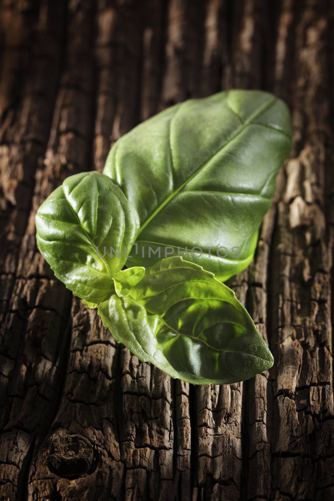 Basil leaves on wooden background. Short depth-of-field.