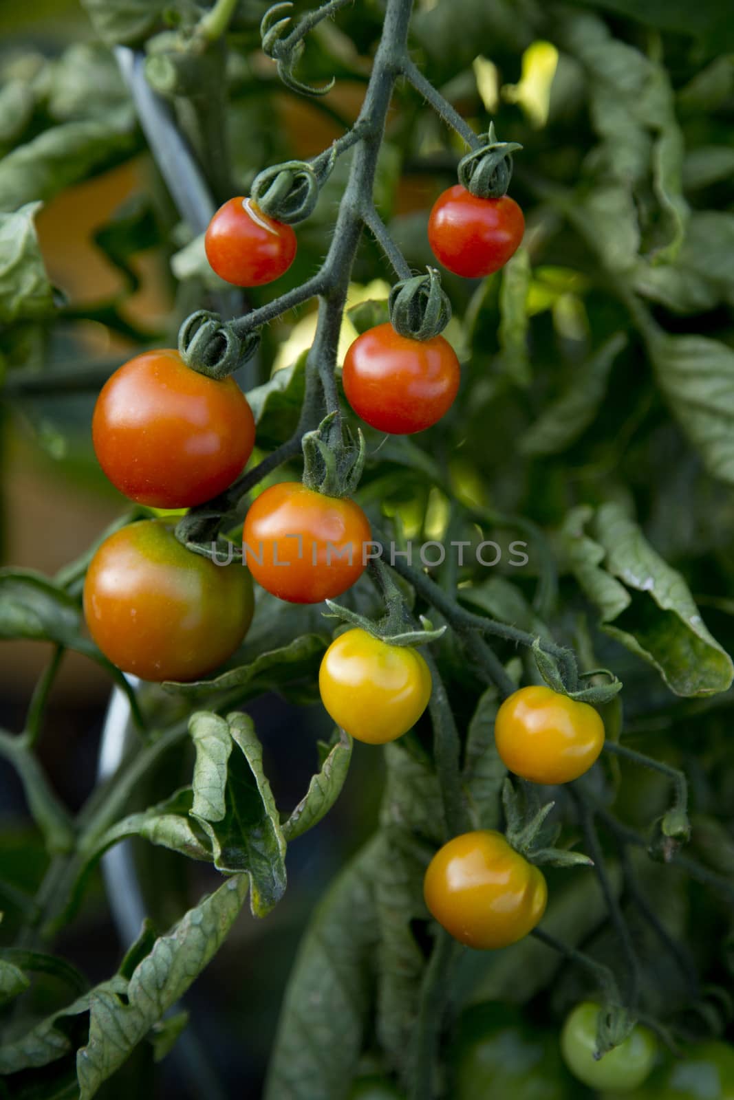 Bunch of red tomatoes in a garden