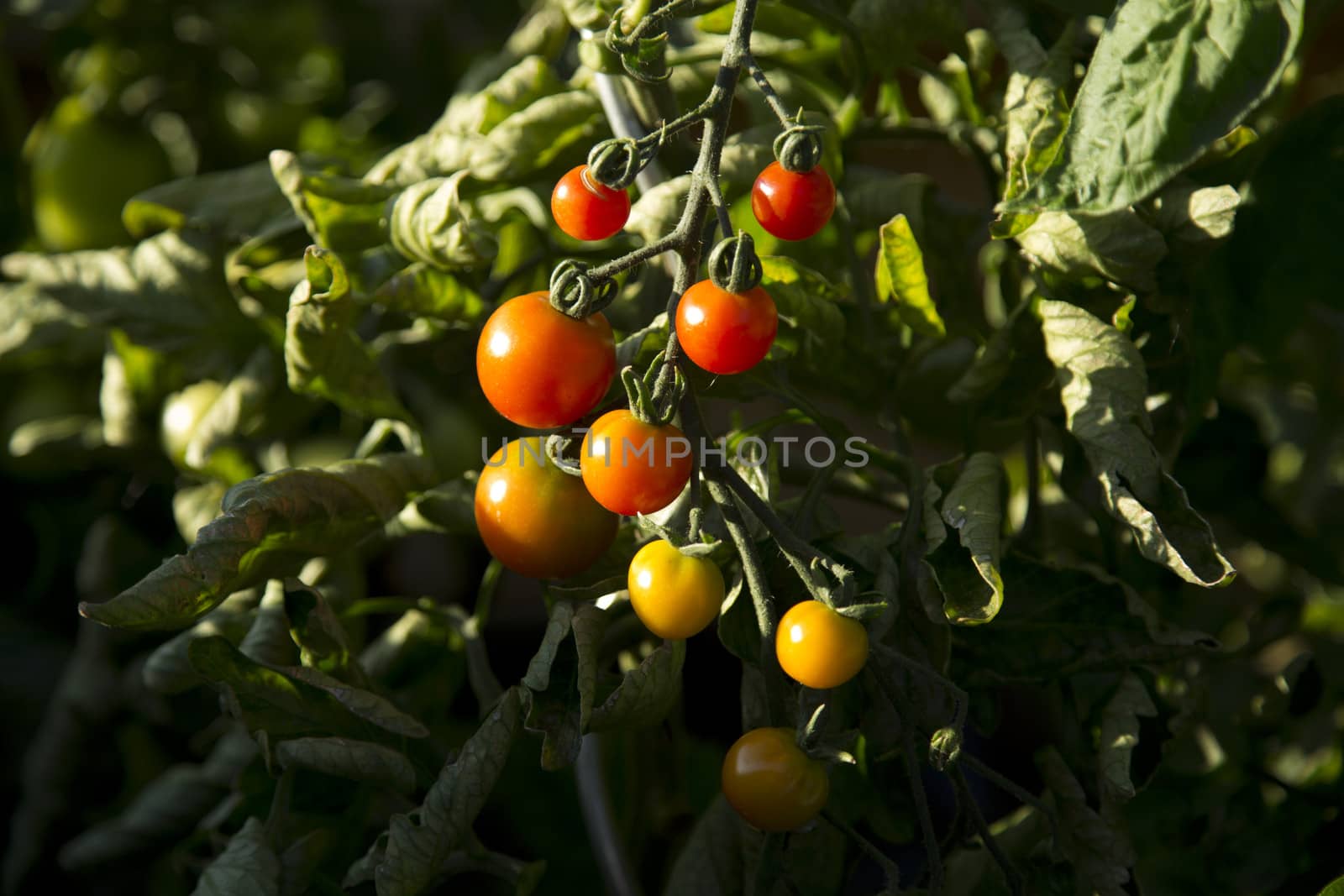 Bunch of tomatoes - 01 by Kartouchken