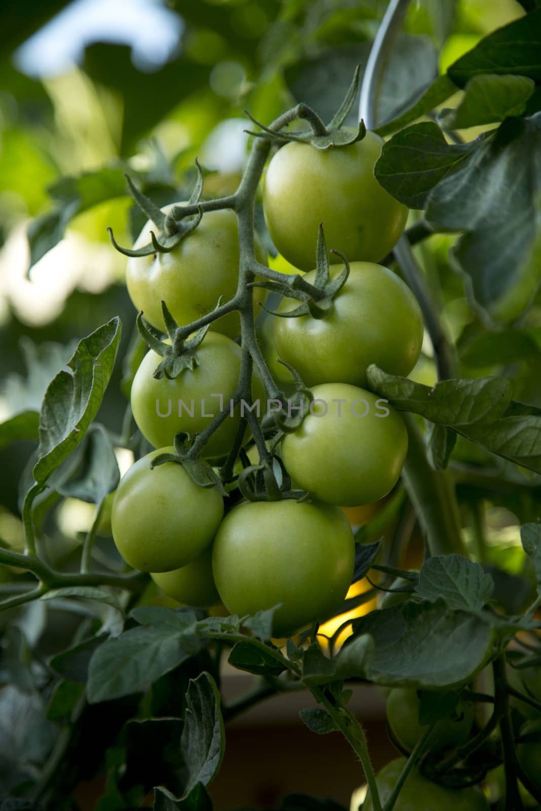 Bunch of red tomatoes in a garden