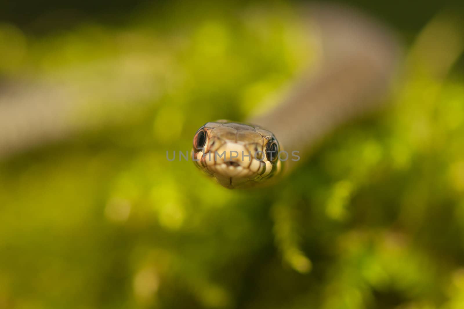 Grass snake by Gucio_55
