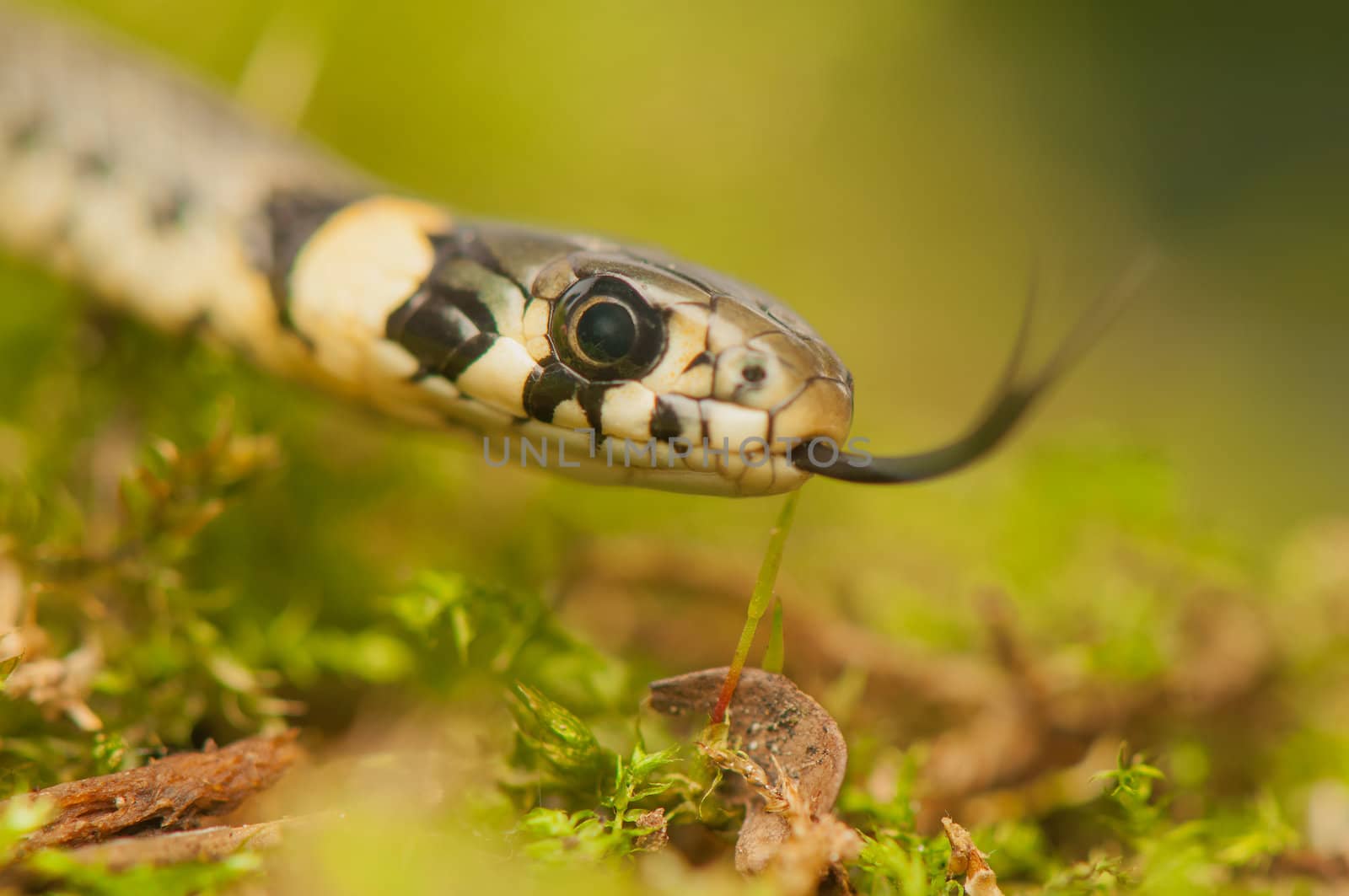 Grass snake by Gucio_55