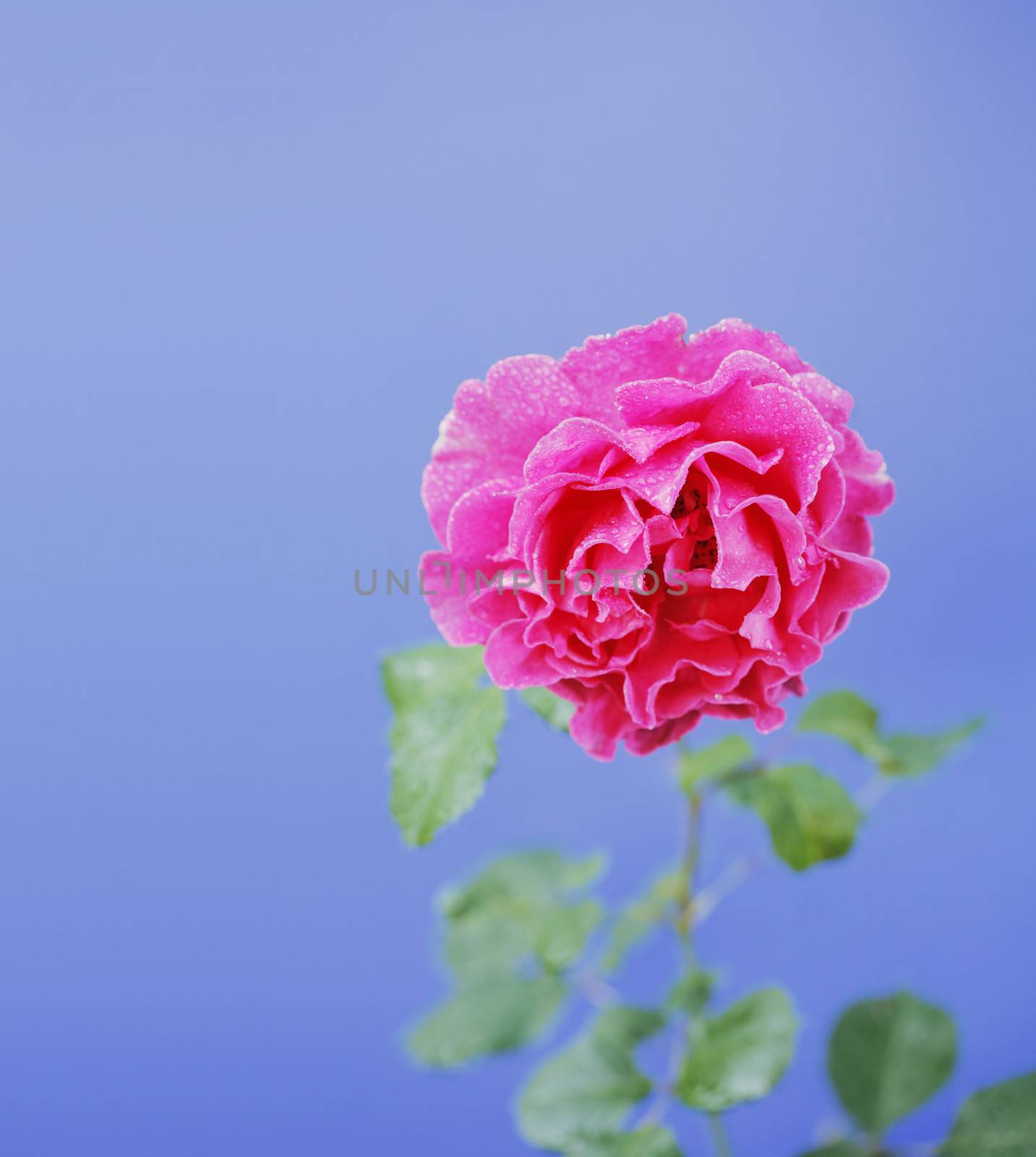 Rose by Stocksnapper