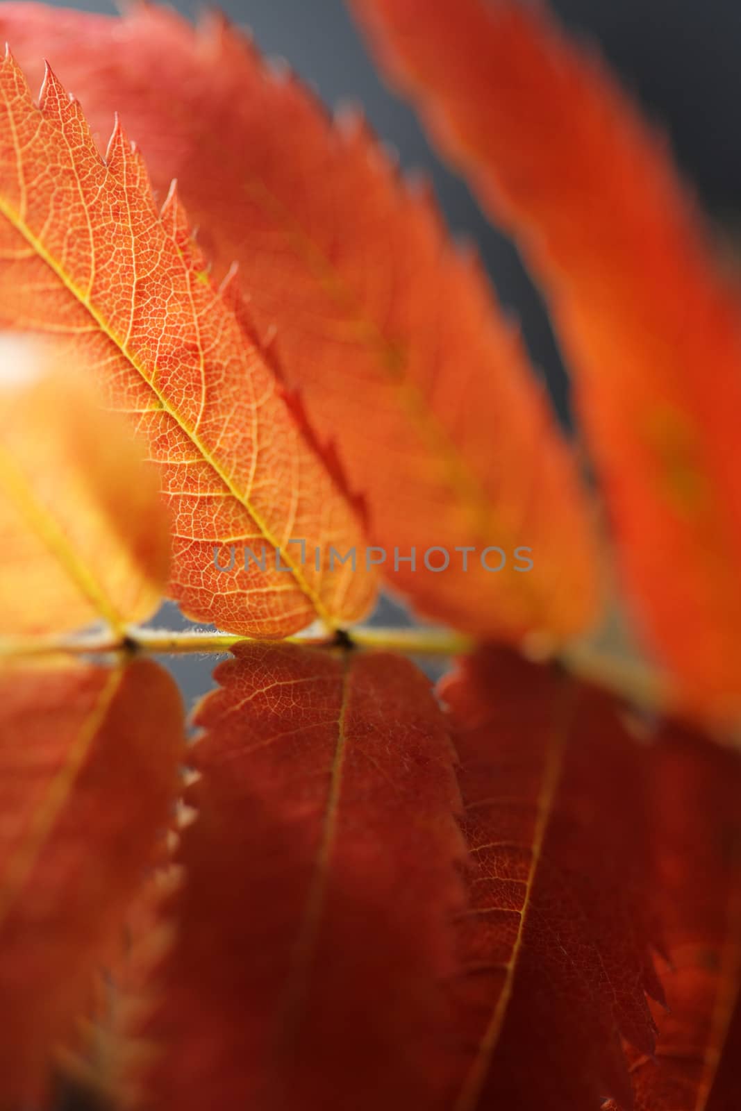 Rowan tree in autumn colors. One red leaf in closeup, short depth of field.