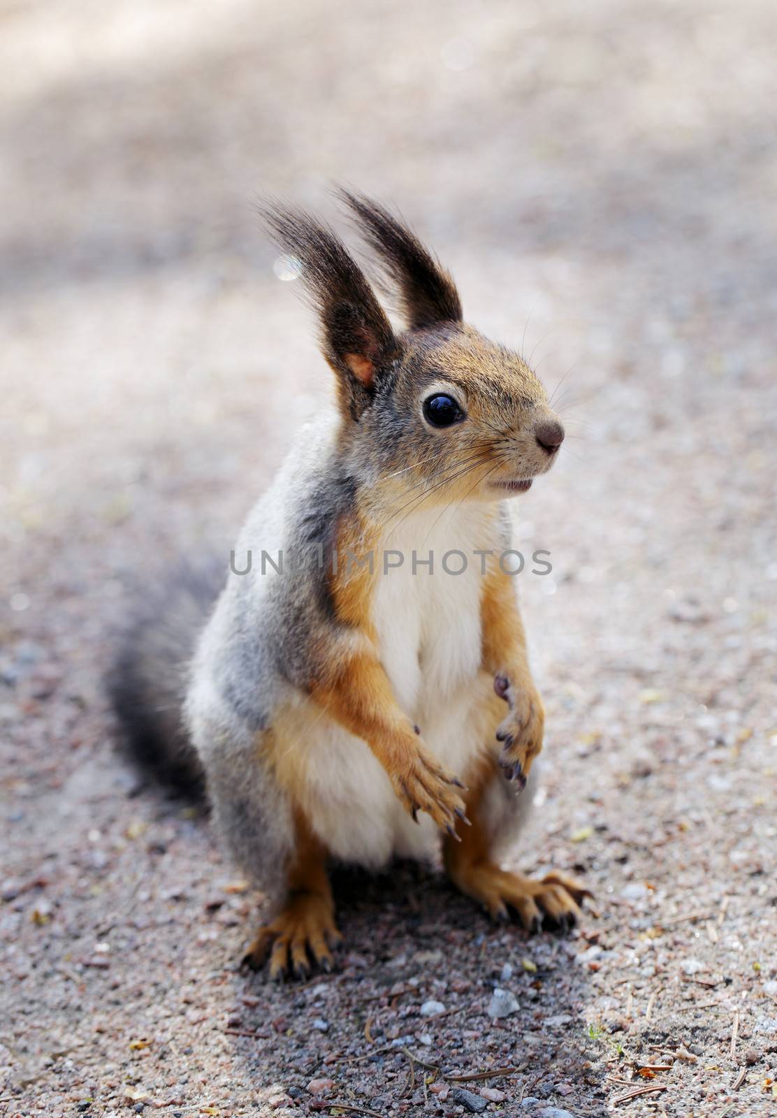 Squirrel by Stocksnapper