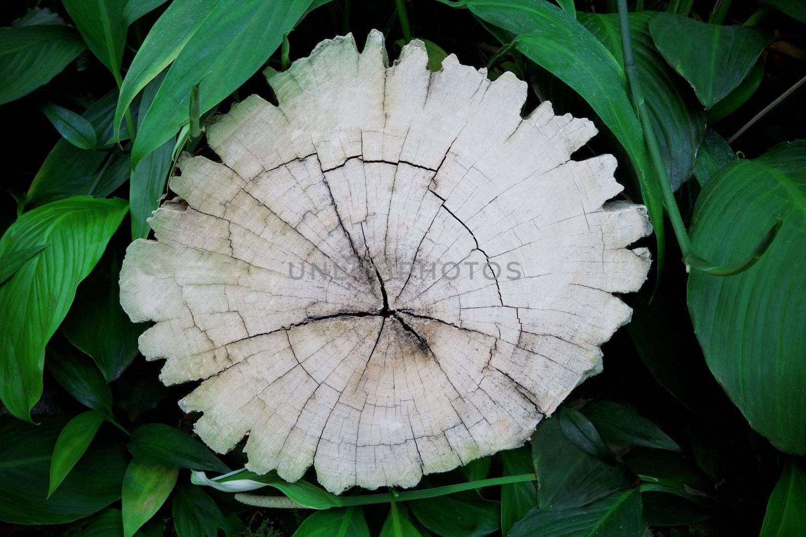 bark tree stump and green leaves of plant in garden for multipurpose