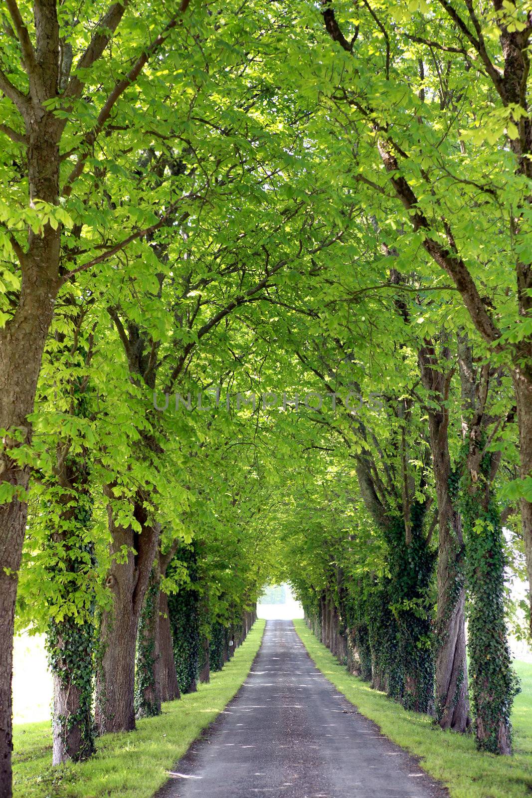 Rows of trees