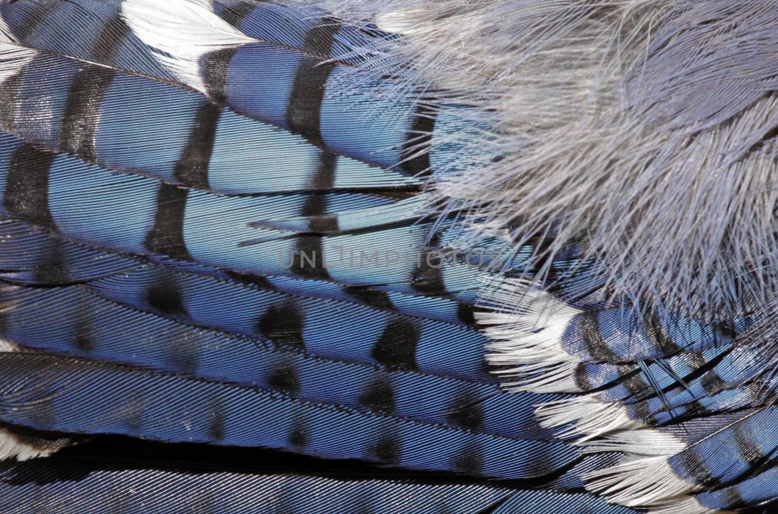 A close-up of a blue jay (Cyanocitta cristata) feathers.
