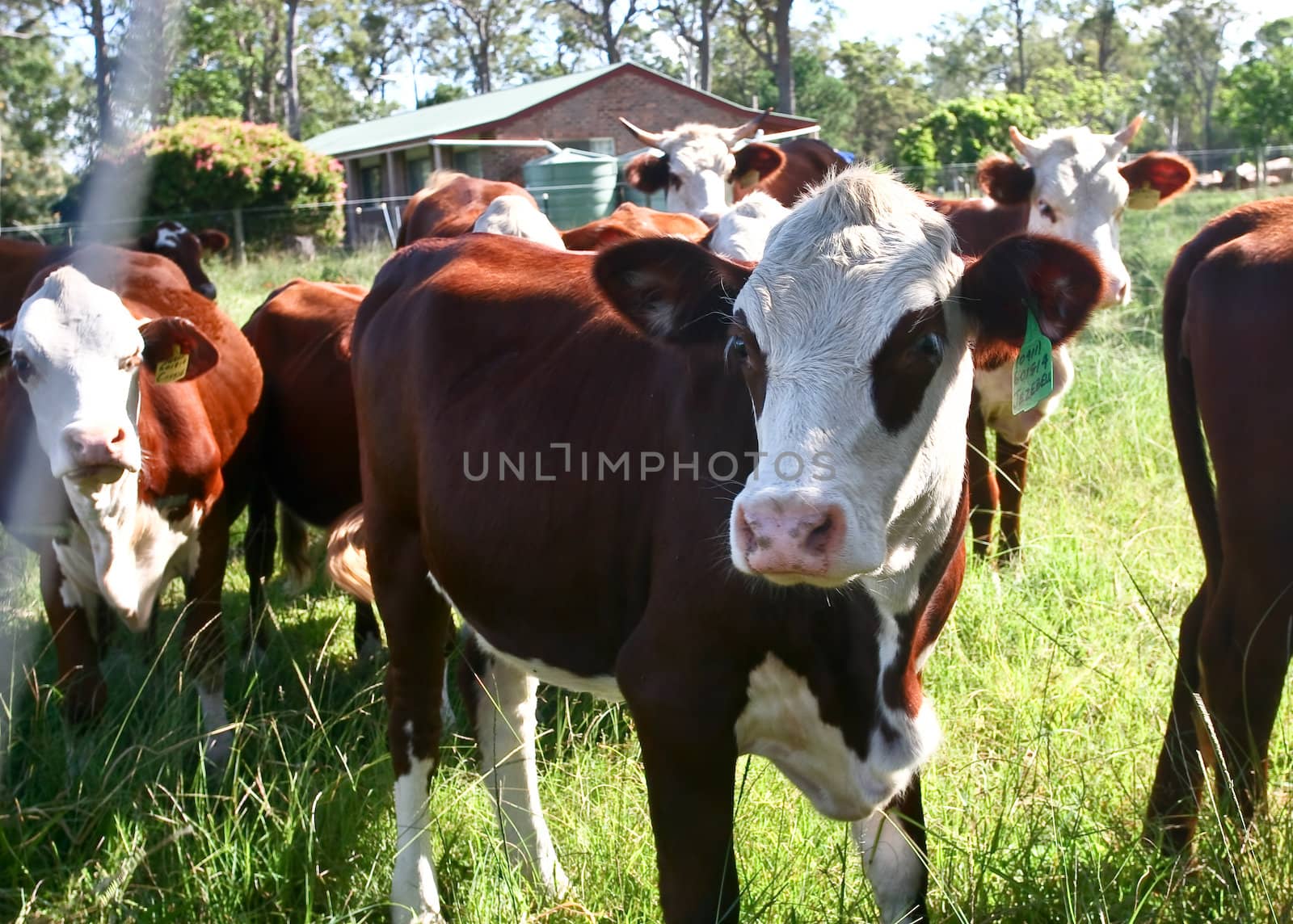 Many cows in a field