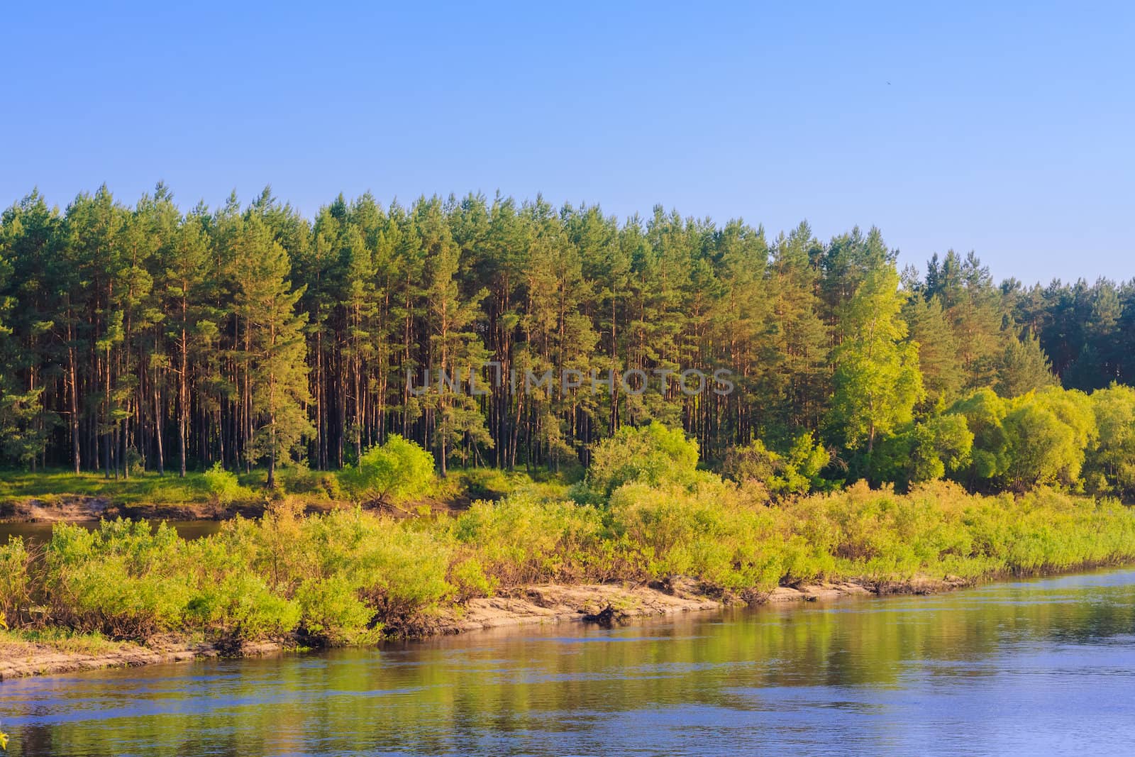 Summer Landscape With River And Forest.