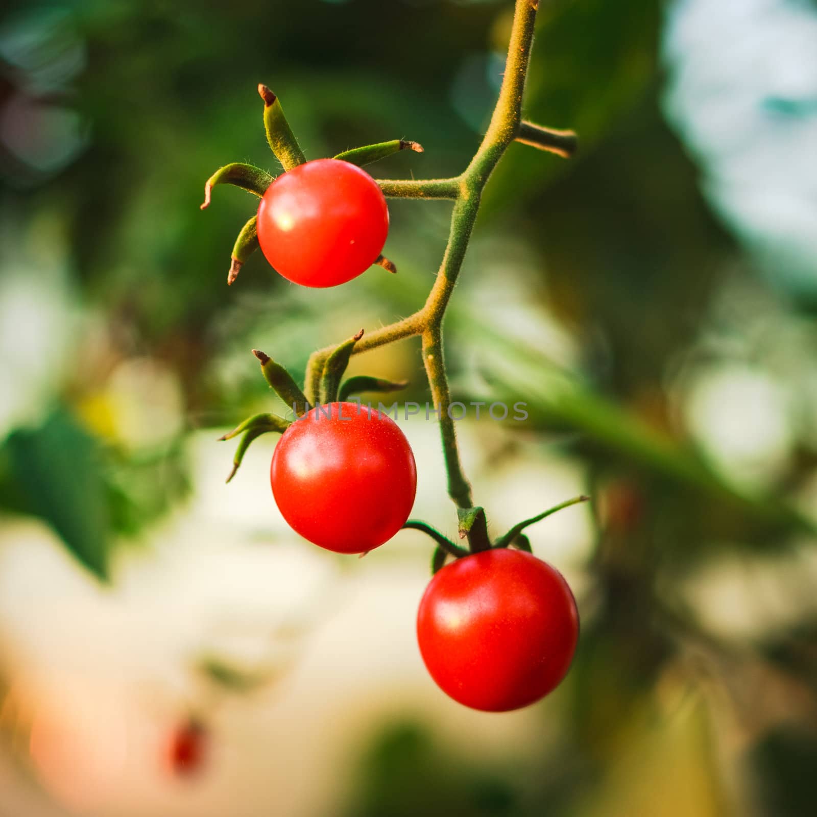Cherry tomatoes in a garden by ryhor