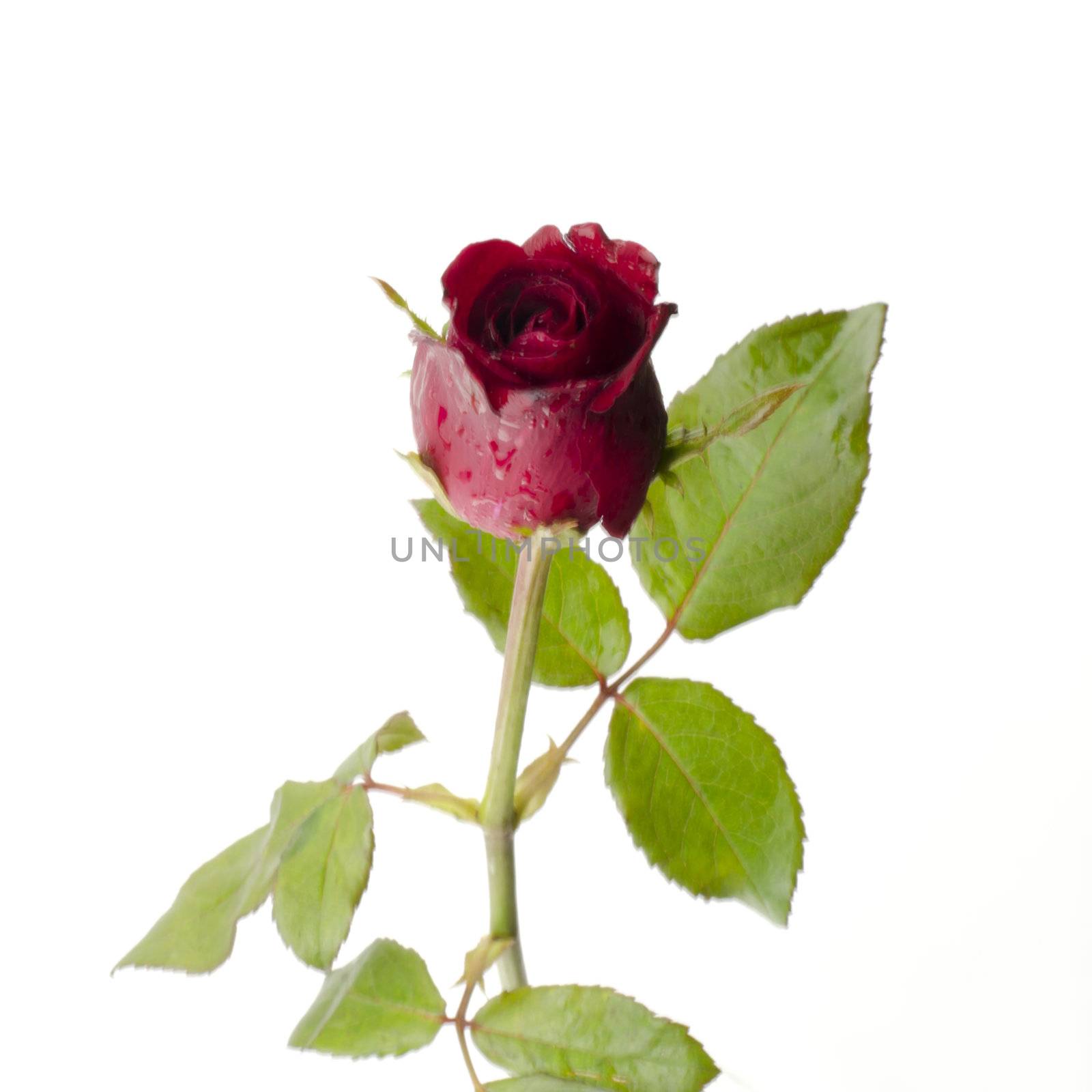 rose flower isolated on white by ammza12