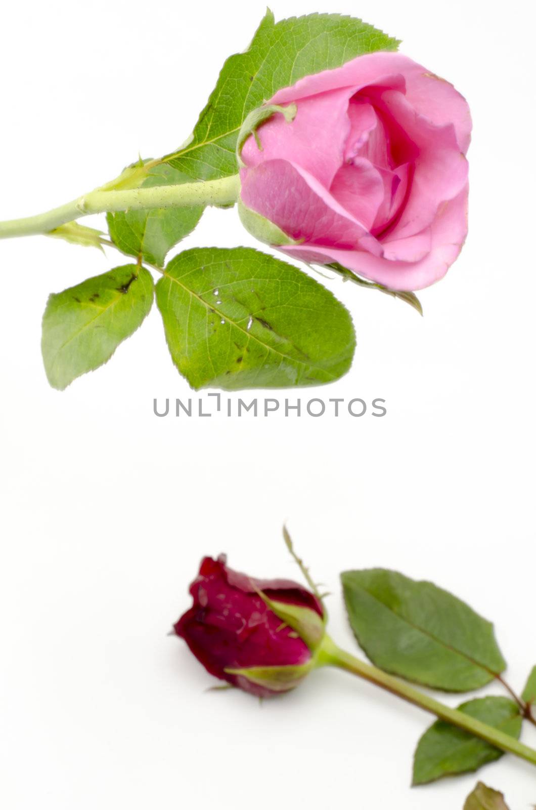 beautiful rose flower isolated on white background