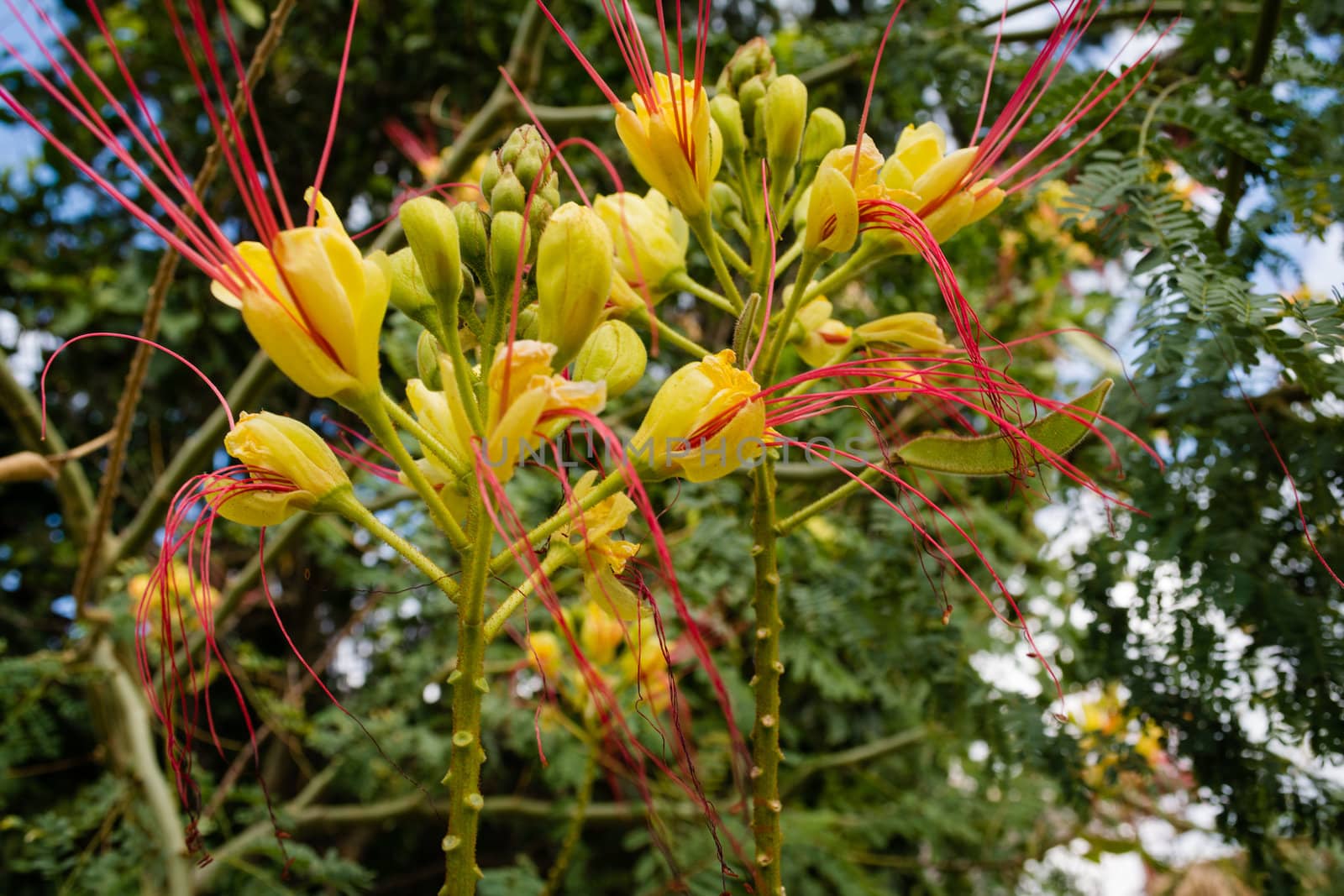 Alogaki Flowers by ankarb