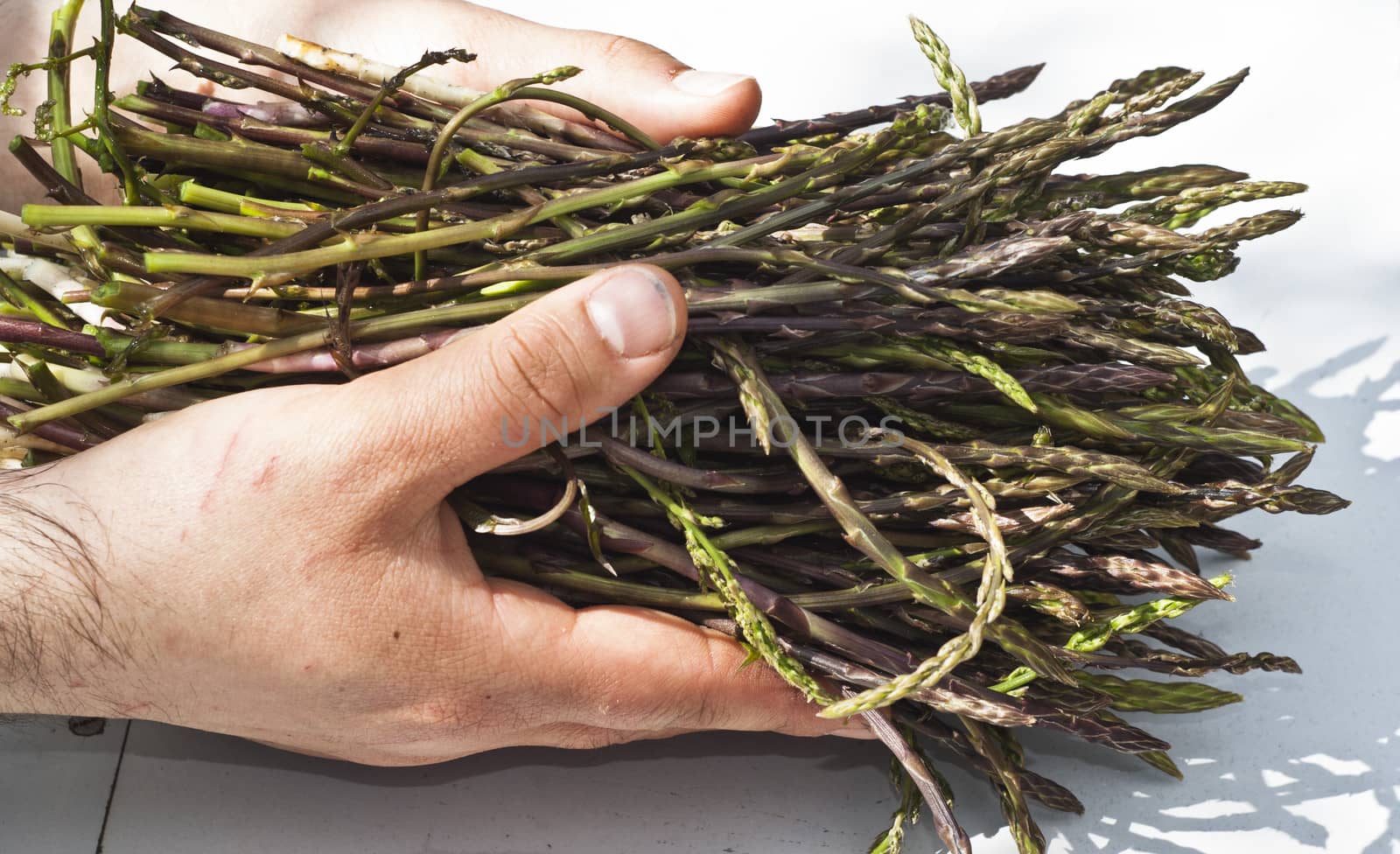 Fresh asparagus in his hands after the harvest