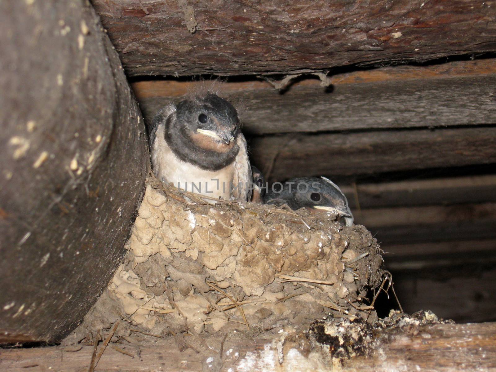 nest of swallow with parent and nestlings
